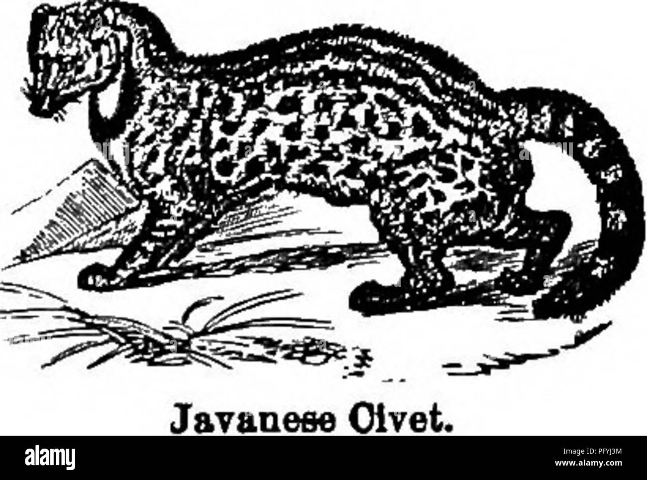 . L'illustre histoire naturelle : comprenant des descriptions des animaux, oiseaux, poissons, reptiles, insectes, etc., avec des esquisses de leurs propres habitudes et caractéristiques . Zoologie. THECATTRIBK. 59 marqué avec huit ou neuf grands cercles noirs, qui alternent avec le plus grand nombre d'une teinte grisâtre. Un gris plus clair que celui de la Civette compose la couleur de base ; il y a une large ligne dorsale longitudinale de noir, et de chaque côté deux ou trois lignes noires plus restreint, composé de taches confluentes. Sur le reste du corps ces spots sont assez irrégulière mais très dispersés, de façon à constituer un ser Banque D'Images