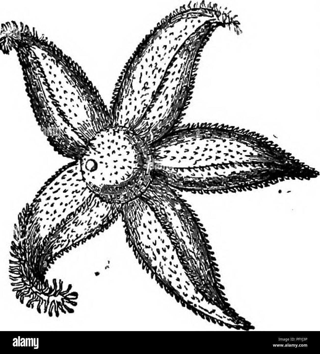 . L'histoire naturelle populaire . Zoologie. S&une étoile-FISIIBS. propriétaire, et travaille sur une véritable rotule, le ballon rond un beirg projection sphérique à la surface de la coquille, et le support est enfoncé dans le socle de l'spuie. 'J'oursin commun il est comestible, et dans certains endroits, est largement con- tainmg lossed, entièrement son t.t.le de Mer-œuf, par être bouilli et mangé de la même manière un^ ilie œufs de volailles. Quitter l'assurance-emploi.)iiin, nous passons à l'autre grand groupe d'scientihcaliy Asieriadi des échinodermes, appelé ; et populairement connu comme bTAR-FlaHES. Creauues ces exhib t dans le stronge Banque D'Images . L'histoire naturelle populaire . Zoologie. S&une étoile-FISIIBS. propriétaire, et travaille sur une véritable rotule, le ballon rond un beirg projection sphérique à la surface de la coquille, et le support est enfoncé dans le socle de l'spuie. 'J'oursin commun il est comestible, et dans certains endroits, est largement con- tainmg lossed, entièrement son t.t.le de Mer-œuf, par être bouilli et mangé de la même manière un^ ilie œufs de volailles. Quitter l'assurance-emploi.)iiin, nous passons à l'autre grand groupe d'scientihcaliy Asieriadi des échinodermes, appelé ; et populairement connu comme bTAR-FlaHES. Creauues ces exhib t dans le stronge Banque D'Images
