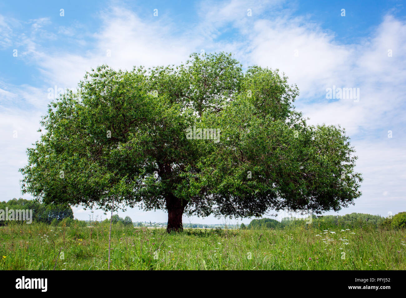 Arbre vert sur le fond de ciel Banque D'Images