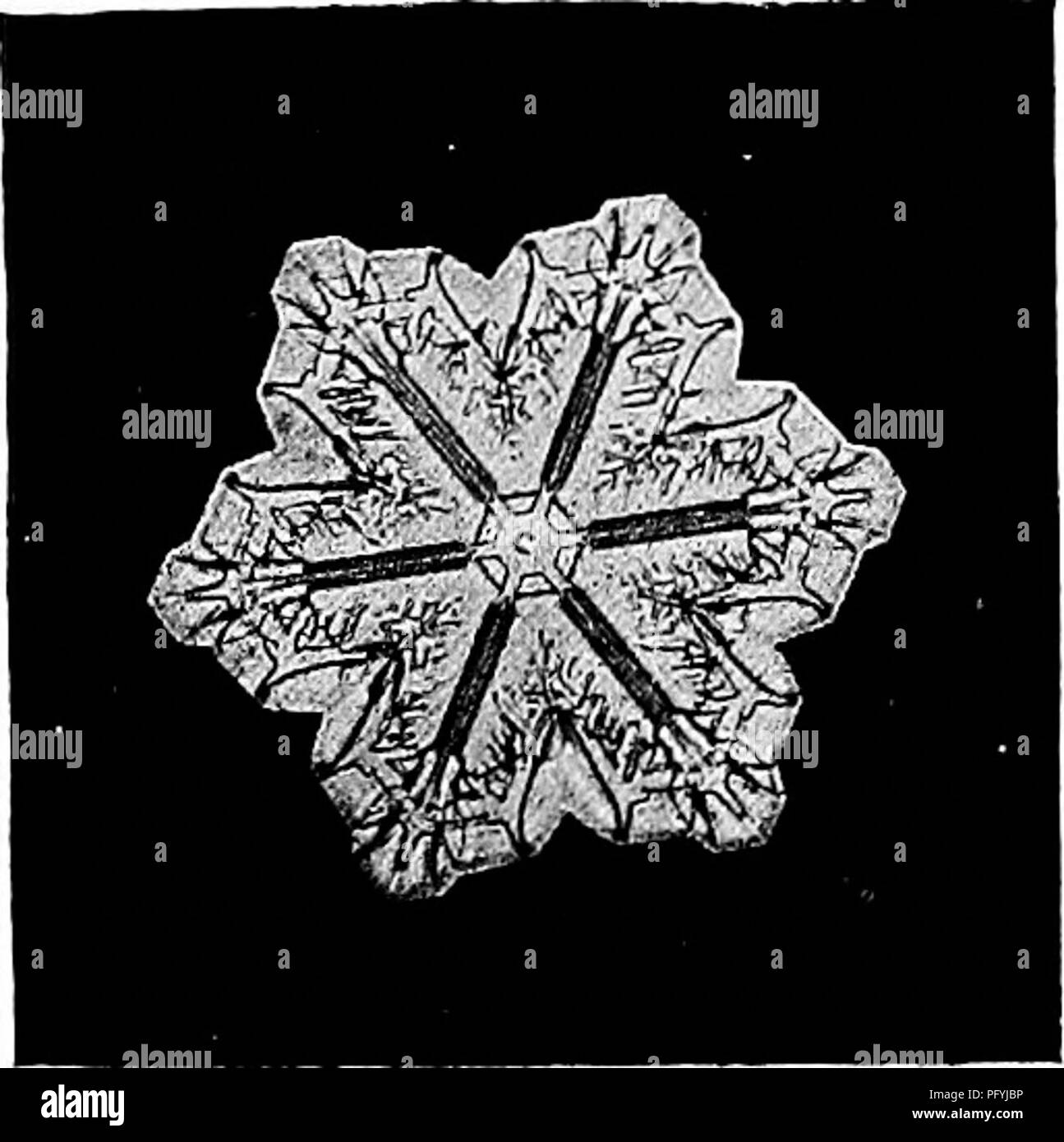 . Manuel d'étude de la nature pour les enseignants et les parents, en fonction de la nature de l'étude de Cornell de dépliants. L'étude de la nature. 8S2 Manuel des Nature-Study. Cristal de neige formé dans les nuages élevés. Photomicrographie par W. A. Bentley. Les nuages élevés sont composés de cristaux de glace formée à partir du nuage de brouillard ; tels des nuages de glace forment un halo quand le port du voile le soleil ou la lune. Quand l'eau change en vapeur et est absorbé dans l'atmosphère, nous appelons le processus d'évaporation. L'eau dans une soucoupe s'évapore plus rapidement que dans une soucoupe, parce qu'il est en contact avec plus d'air. Les vêtements qui Banque D'Images
