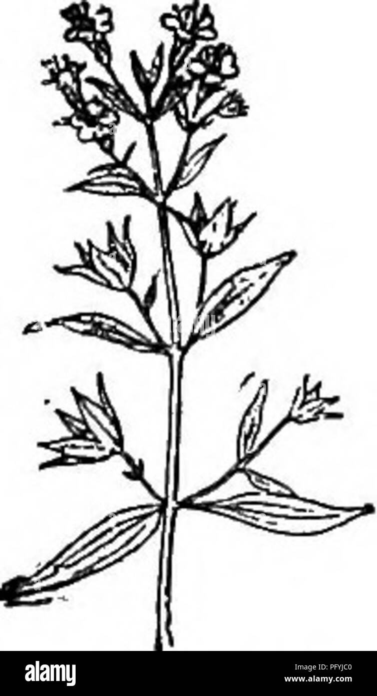 . Gray's nouveau manuel de botanique. Un guide des plantes à fleurs et de fougères de l'Europe centrale et nord-est des États-Unis. La botanique. LABIATAB (famille) 693 • vivaces ; feuilles dentées en scie ; ou simplement injlorescences spictform, terminal. •1- cylindriques Inflorescence ; calice densément pubescents. 1. Canadfinse T. L. (American G., Bois Sage.) 1 tiges m. ou moins haut, apprimés-pubères, simple ou ramifiée ; feuilles lancéolées à ovées, dentées en scie, "2,5-5 cm. large, arrondie ou rétrécie à la base, court-petioled, sous hoary, vert et glabres ou avec parcimonie à pubesce Banque D'Images