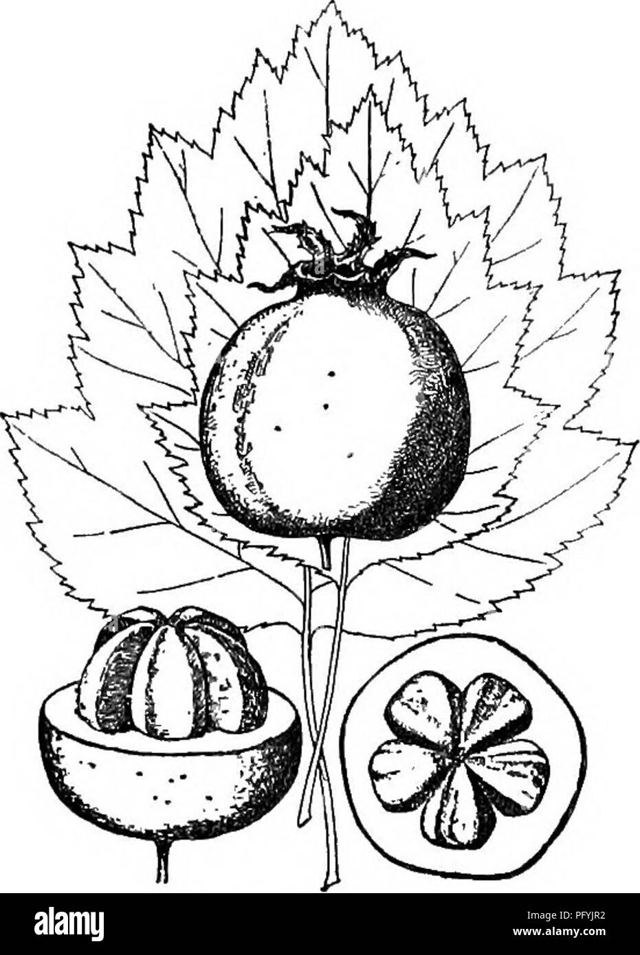 . Gray's nouveau manuel de botanique. Un guide des plantes à fleurs et de fougères de l'Europe centrale et nord-est des États-Unis. La botanique. 474^ fiOSACEAE (famille des roses sinus superficielle ; parfois d'arbres de 9 m. de haut, avec des branches ascendantes, gris-brun, hark écailleuse et épines occasionnels 4-6 cm. de long. Â les pentes humides, Montréal, centr. Me., E. I., Pa., s. Au Michigan, et s. dans le mts. de l'art. N. C. Fl. Peut ; fr. Septembre Août, la forme naturelle de Pa. southw., var. vfLLiPES tenuifoUa Ashe (C. Britton), a le plus corymbes pubescents. 47. C. Un mala6Sarg. Feuilles oblongues à ovales, 3-9 cm. de long, 2-8 Banque D'Images