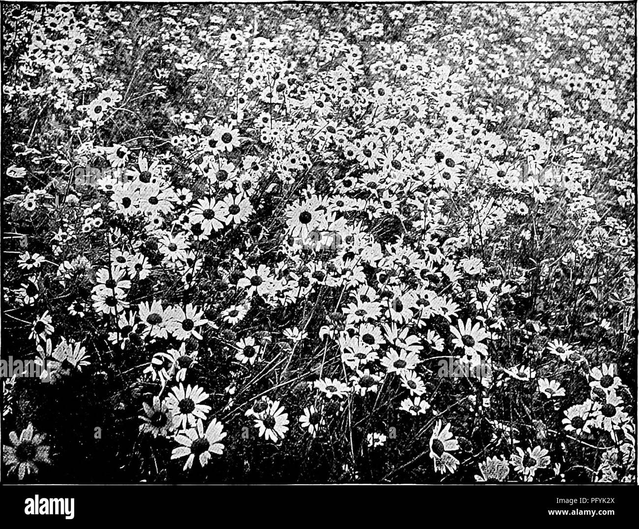 . Manuel d'étude de la nature pour les enseignants et les parents, en fonction de la nature de l'étude de Cornell de dépliants. L'étude de la nature. Étude de Wild-Fbwer S6i corolle retour curling. Les tubes d'anthères et le pollen sont de couleur jaune, sont ainsi les stigmates. L'arrangement des bourgeons dans le centre est de plus en plus dépasser joli. Les fleurs ne développent aucun pappus et, par conséquent, les graines n'ont pas de ballons. Elles dépendent de l'ignorance et l'impuissance de l'homme pour répandre leurs graines au loin avec l'herbe et de trèfle, qu'il sème pour ses propres cultures. C'est ainsi qu'il est venu en Amérique, et de cette manière continue à faire étalage de sa Banque D'Images