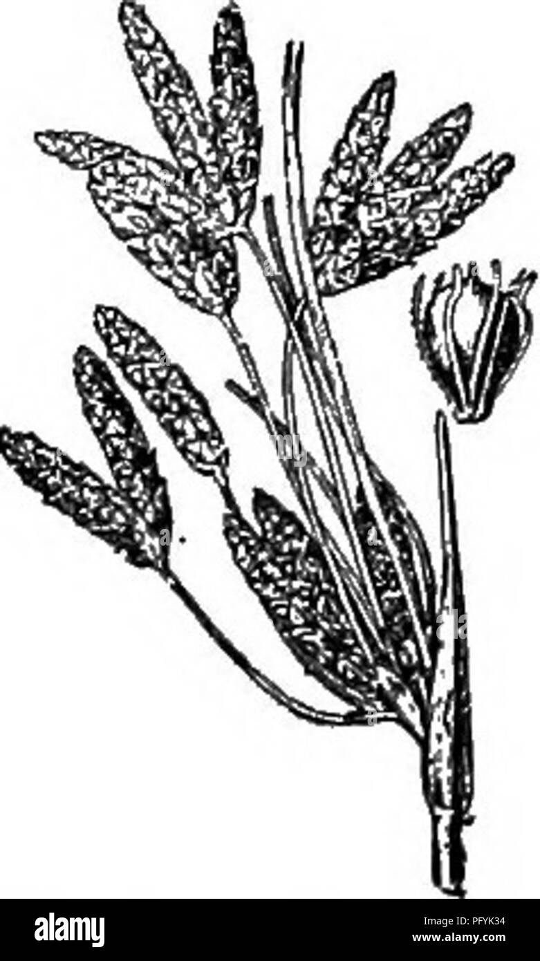 . Gray's nouveau manuel de botanique. Un guide des plantes à fleurs et de fougères de l'Europe centrale et nord-est des États-Unis. La botanique. 290. 8. validus.. 17. S. vdlidus Vahl. (Grande B.) Rootstook stout, squameuse, horizontal ; d'anthracite 0,5 à 2,5 rii. haut, 0.8-2 cm. d'épaisseur à la base, vert clair, doux, doux, avec des gaines basales lacérer bientôt ; marge hyaline decom- pound panicule lâche, les rayons 1-6 cm. de long, mince et bractlets ; flexueux brunâtres, pubescents à l'extrémité, fimbriate dilater, avec nervure excurrente fortement ; épillets solitaires ou en glomérules de 2-5, rnfescent acutish, ovoïdes, de 5 à 10 mm, Banque D'Images