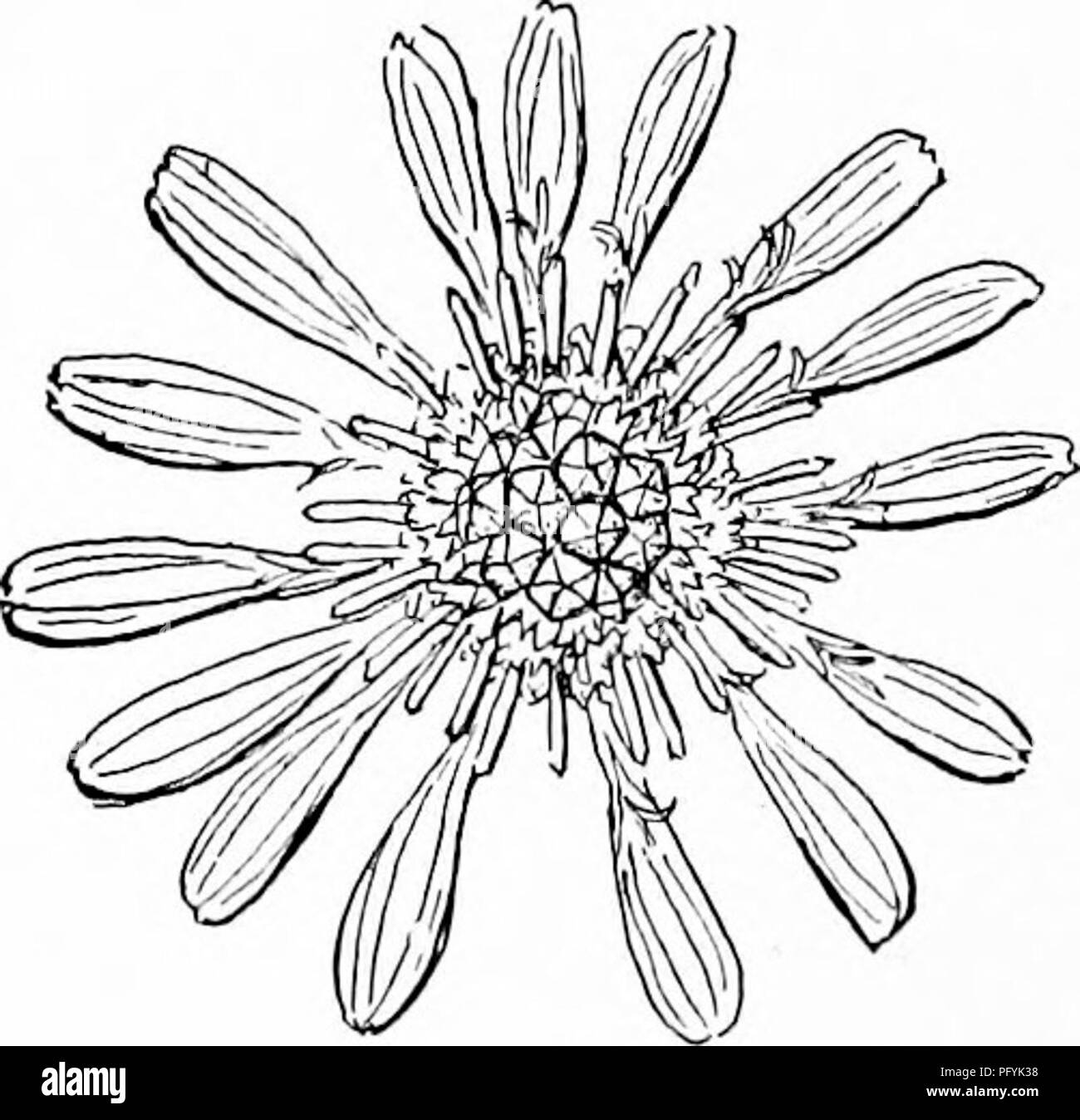 . Manuel d'étude de la nature pour les enseignants et les parents, en fonction de la nature de l'étude de Cornell de dépliants. L'étude de la nature. Les asters Teacher's Story et nous faire croire que le scientifique qui a donné à l'aster leur nom latin est inspiré. Aster signifie étoile et ces, de toutes les fleurs, sont les plus étoile ; et dans de belles constellations elles border nos champs et woodsides. La combinaison de couleurs est souvent exquise. De nombreux- ont les rayons ou des bannières en forme de rame, lavande et fixée, comme les rayons d'une étoile autour du disque jaune-fleurs ; ces derniers envoient des anthères jaune long, tubes, débordant de p jaune Banque D'Images