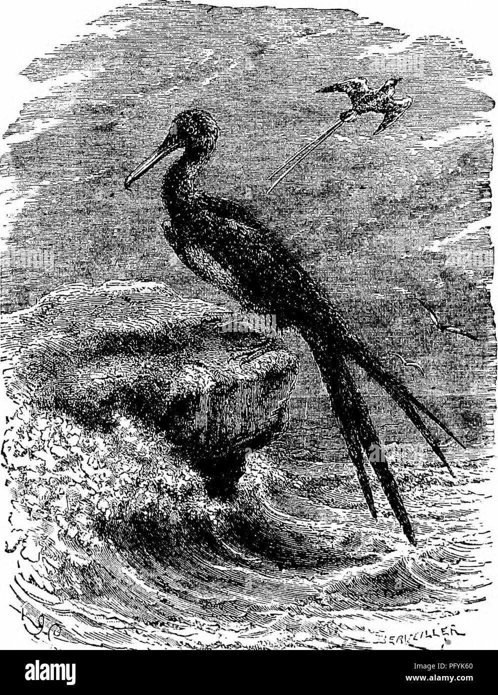 . Clé d'oiseaux de l'Amérique du Nord. Contenant des indications succinctes sur chaque espèce d'oiseau vivant et fossile connu à l'heure actuelle du continent au nord de la frontière du Mexique et des États-Unis, y compris le Groenland et Basse Californie, avec qui sont intégrées d'ornithologie générale : un aperçu de la structure et la classification des oiseaux ; et de l'ornithologie de terrain, un manuel de la collecte, la préparation et la conservation des oiseaux. Les oiseaux ; oiseaux ; 1887. 730 SYNOPSIS SYSTÉMATIQUE. - 8TEGAN0P0des. mais pour la plongée et de poursuivre sous l'eau comme les cormorans et les plongeons. Les oeufs sont trois ou quatre, bleu pâle, avec blanc chall Banque D'Images