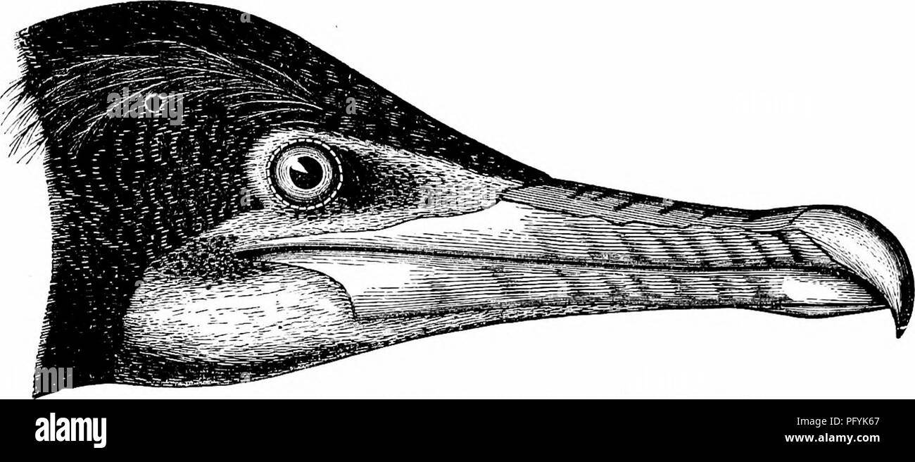 . Clé d'oiseaux de l'Amérique du Nord. Contenant des indications succinctes sur chaque espèce d'oiseau vivant et fossile connu à l'heure actuelle du continent au nord de la frontière du Mexique et des États-Unis, y compris le Groenland et Basse Californie, avec qui sont intégrées d'ornithologie générale : un aperçu de la structure et la classification des oiseaux ; et de l'ornithologie de terrain, un manuel de la collecte, la préparation et la conservation des oiseaux. Les oiseaux ; oiseaux ; 1887. GOBMOBANTS PHALACROCOBAGIB^ :. 727 Ijronzy-gris, Wack-edgcd grayisli ; quills et queue-Llack ; pieds noir. En été, lors de l'élevage, un flanc blanc-patch, de nombreux l Banque D'Images