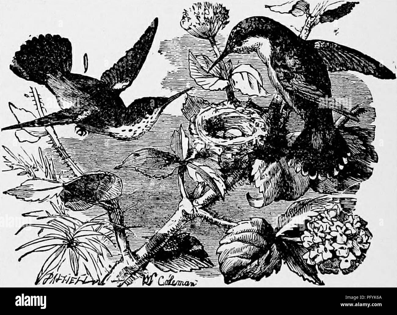 . L'histoire naturelle populaire . Zoologie. Colibri à HtTMMING-oiseau. (Colubris.). Verveine HOMMING-BIKD JUellliUga miiiWUl{-..) Nous arrivons maintenant à l'Certhid^ ou de plantes grimpantes, le plus connu est notre EngUsh réducteur. Ce petit oiseau est un des plus beaux et des plus intéressants de la tribus à plumes qui se trouvent dans ce pays. C'est un tout petit oiseau, à peine si grande qu'un moineau, de forme élancée magnifiquement arides. Le projet de loi est plutôt long,. Veuillez noter que ces images sont extraites de la page numérisée des images qui peuvent avoir été retouchées numériquement pour plus de lisibilité - coloration et l'appearanc Banque D'Images