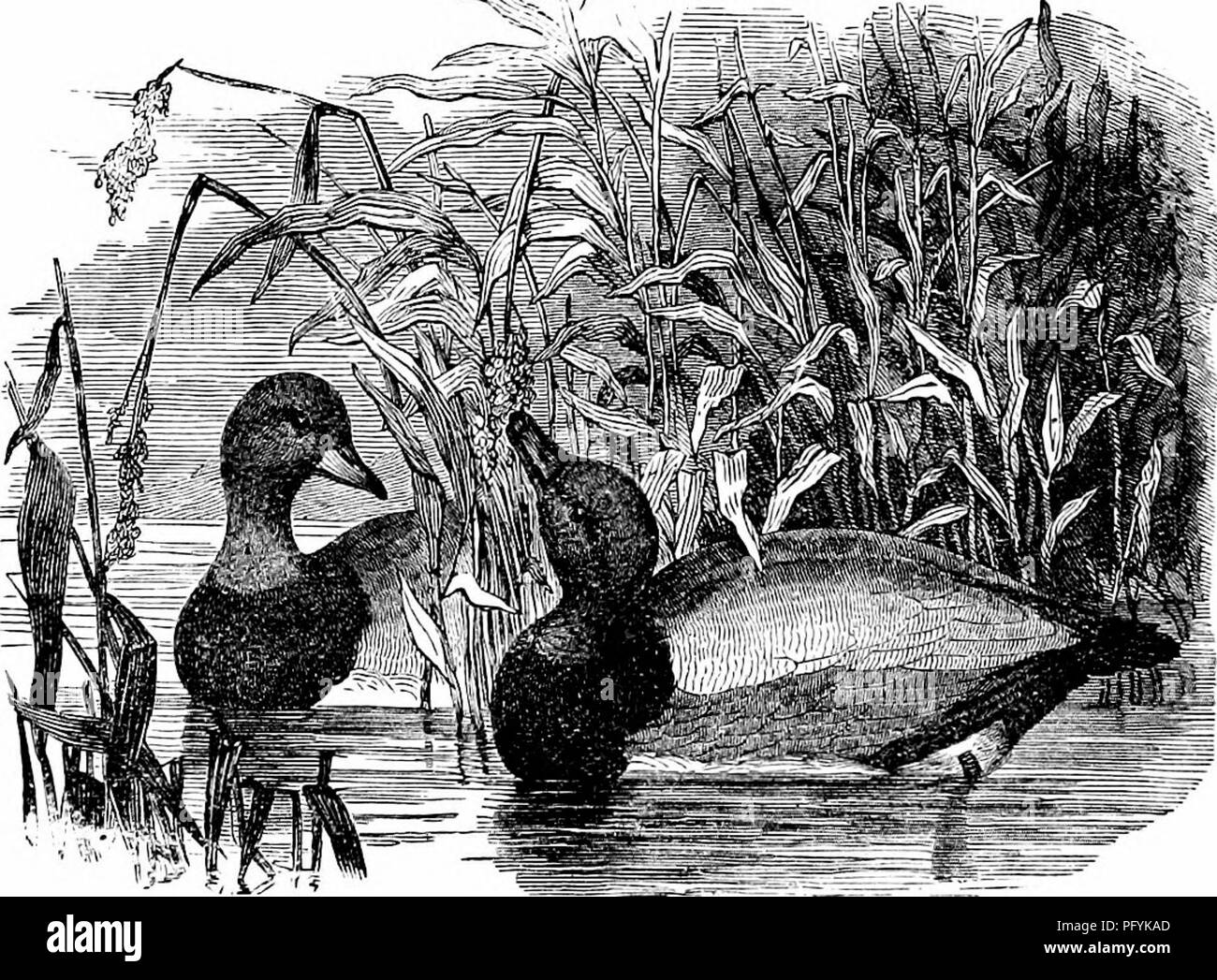 . Clé d'oiseaux de l'Amérique du Nord. Contenant des indications succinctes sur chaque espèce d'oiseau vivant et fossile connu à l'heure actuelle du continent au nord de la frontière du Mexique et des États-Unis, y compris le Groenland et Basse Californie, avec qui sont intégrées d'ornithologie générale : un aperçu de la structure et la classification des oiseaux ; et de l'ornithologie de terrain, un manuel de la collecte, la préparation et la conservation des oiseaux. Les oiseaux ; oiseaux ; 1887. 723. F. La feri'na america'na. (Lat. ferina, feral, sauvage. Fig. 486 ; 487, 488.) à tête rouge. Milouin américain. $ Adultes : les plumes de la tête un peu pleine et puf Banque D'Images