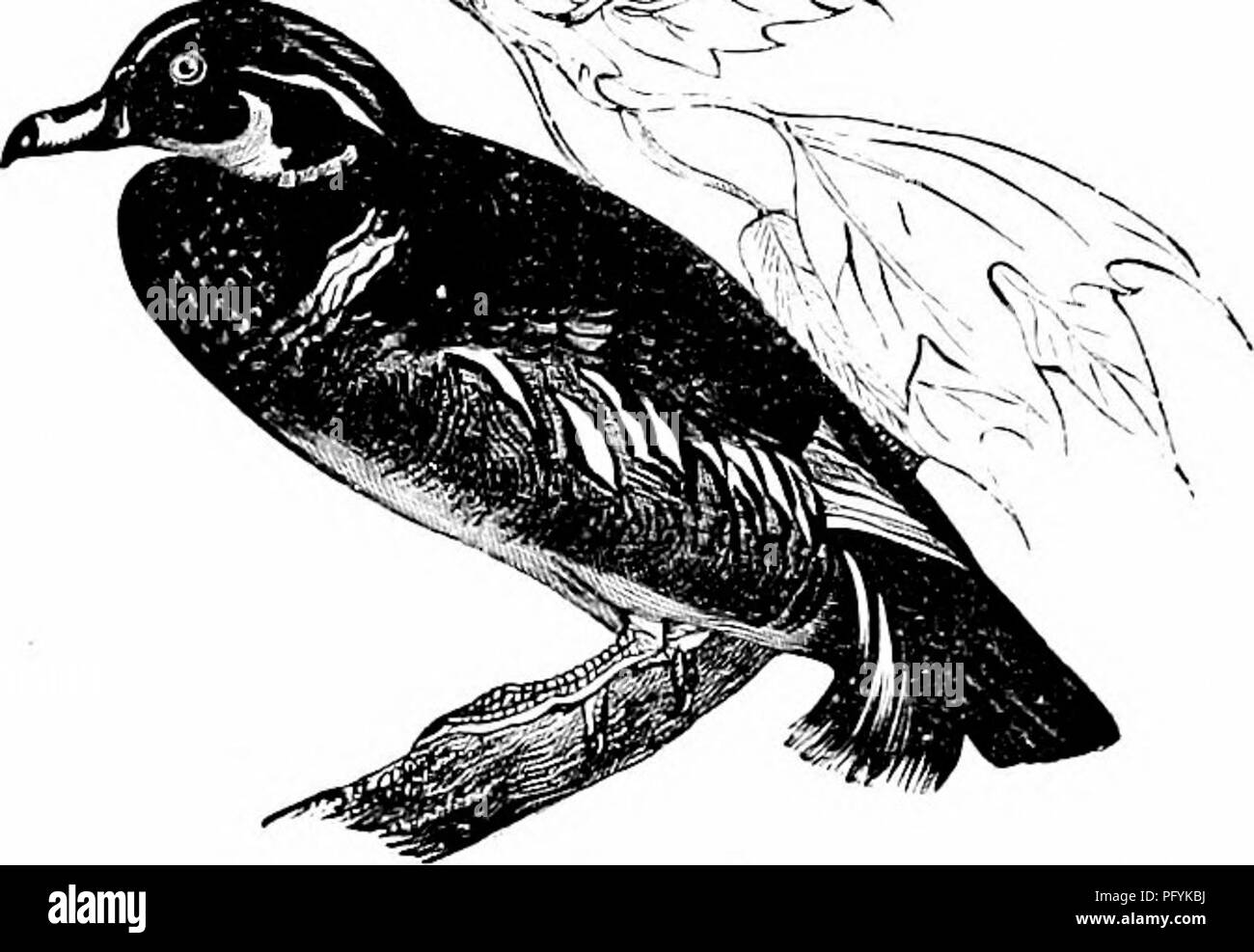 Ce guide offre des renseignements systématiques sur les espèces d'oiseaux d'Amérique du Nord, vivants et fossilisés. Il comprend des espèces comme le canard mandarin, fournissant des détails essentiels pour l'identification et la classification des oiseaux en fonction des caractéristiques physiques et du comportement. Banque D'Images