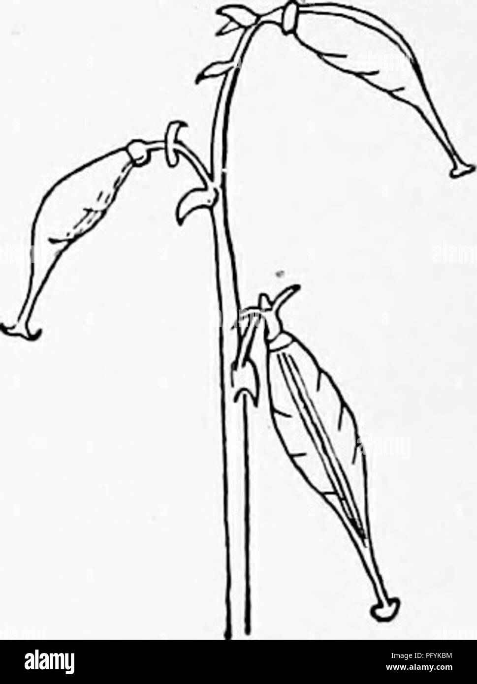 . Manuel d'étude de la nature pour les enseignants et les parents, en fonction de la nature de l'étude de Cornell de dépliants. L'étude de la nature. Le tmderground store-chambre de dicentre à capuchon.. Leçon CXXI dicentre à capuchon et l'écureuil à la tête de maïs la dicentre à capuchon, ou "garçons et filles," comme il est souvent appelé, est une des premières fleurs de riches forêts. Il y a des différences intéressantes entre cette fleur et de son proche parent, l'écureuil du maïs. Les fleurs des deux de ces proches dans la structure des fleurs de la purge du coeur. Comme la méthode-dicentre à capuchon fleurit en avril et mai un Banque D'Images