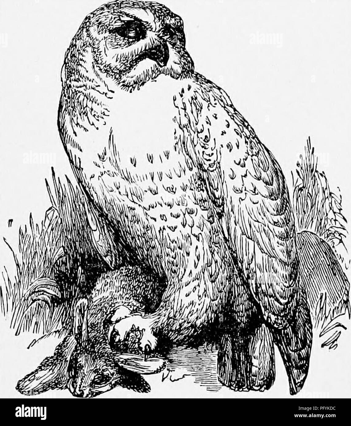 Lhistoire Naturelle Populaire Zoologie Le Sncwy Owl 261