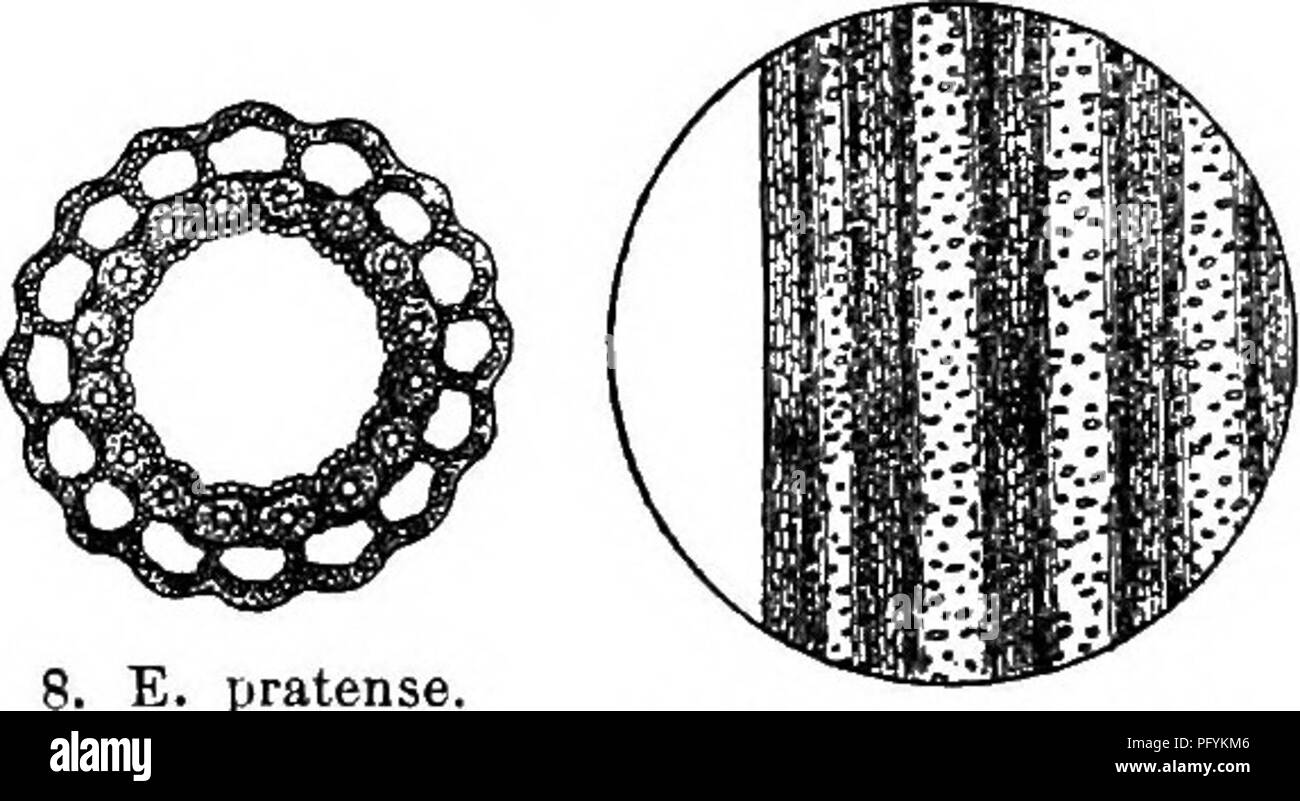 . Gray's nouveau manuel de botanique. Un guide des plantes à fleurs et de fougères de l'Europe centrale et nord-est des États-Unis. La botanique. E. T. arvense. Crose- Bection de stem x 12. par trois ; centrum J eter.-sols alluviaux, N. S. et au Québec à l'Alaska, southw. de w. Le Massachusetts, N. J., et al., principalement dans les régions calcaires. Avril, Mai. (Eurasie.) fig. 8,9. 3. Sylviticum E. L. découle 0.7-4.5 dm. élevé ; les deux types les com- pound branches ; centrum la moitié du diamètre des crêtes ; 8-14, plat, avec une rangée de spinules recourbées de chaque côté ; les gaines vert, avec les dents marron papyracées cohérent ; Banque D'Images