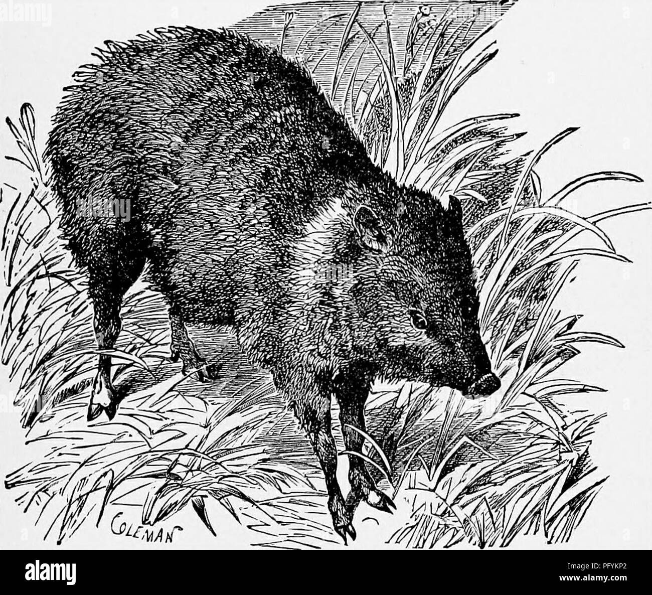 rencontre dans la brousse