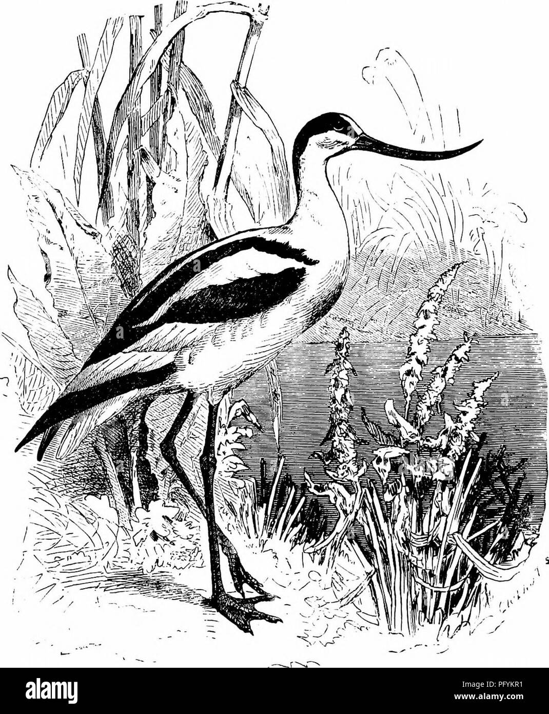 . Clé d'oiseaux de l'Amérique du Nord. Contenant des indications succinctes sur chaque espèce d'oiseau vivant et fossile connu à l'heure actuelle du continent au nord de la frontière du Mexique et des États-Unis, y compris le Groenland et Basse Californie, avec qui sont intégrées d'ornithologie générale : un aperçu de la structure et la classification des oiseaux ; et de l'ornithologie de terrain, un manuel de la collecte, la préparation et la conservation des oiseaux. Les oiseaux ; oiseaux ; 1887. 610 UN SYSTÈME TIC SYNOPSIS. - LIMICOLJE. 224. et le projet de loi ; palmés est décidément recourbé, aplati, et s'effile à une aiguille, comme point ; le corps est depresse Banque D'Images