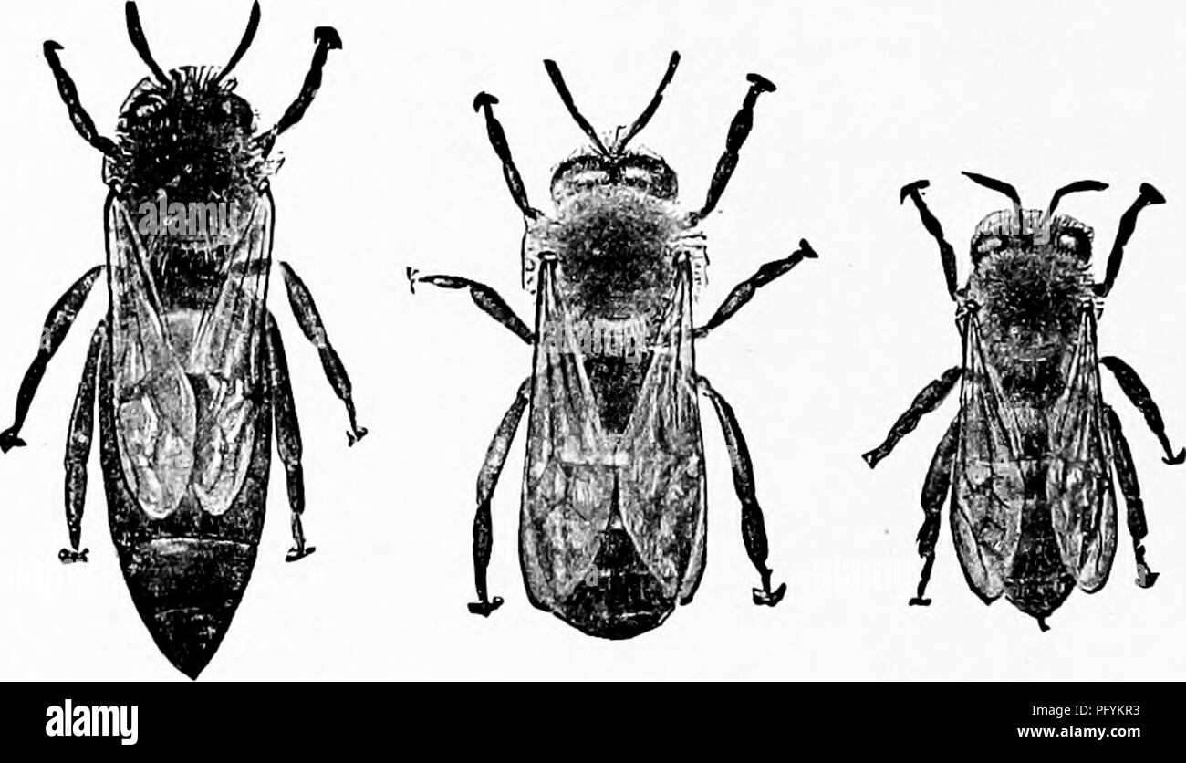 . Manuel d'étude de la nature pour les enseignants et les parents, en fonction de la nature de l'étude de Cornell de dépliants. L'étude de la nature. Manuel d'Nature-Study 446 panier sont des rangées d'épines qui sont utilisés pour éliminer le pollen des paniers (p. 447 , B, pc), et entre ces deux grands secteurs sont les pin- cer pour enlever la cire (p. 447, B, wp.) La paire d'ailes avant est plus grande que la paire de pattes postérieures. Les ailes de la vieilles abeilles qui ont fait beaucoup de travail sont toujours effiloché sur les bords. Il y a 6 segments ou anneaux de l'abdomen, parfaitement visible d'en haut. Si les cinq segm.ents next le thorax sont marqués alDOve w Banque D'Images