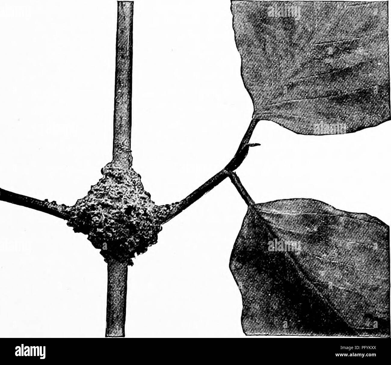 Ce manuel fournit des conseils pratiques pour les enseignants et les parents dans l'étude de la nature, y compris des activités pour étudier les insectes et leur comportement. Il comprend des descriptions des batailles de fourmis et des comparaisons avec les premières guerres humaines, en utilisant des observations de la nature pour expliquer les concepts de comportement, de structures sociales et de stratégies de survie. Banque D'Images