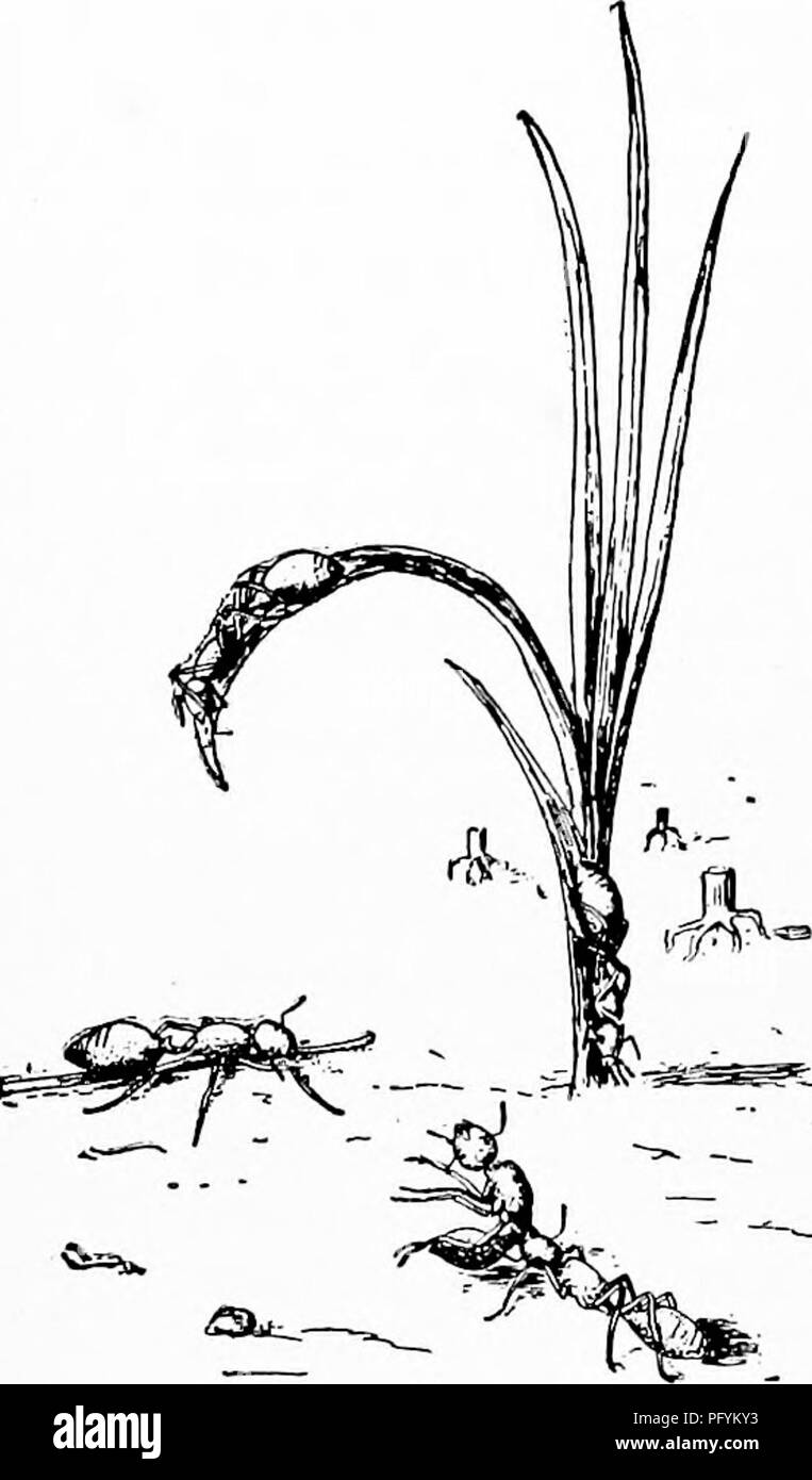 . Manuel d'étude de la nature pour les enseignants et les parents, en fonction de la nature de l'étude de Cornell de dépliants. L'étude de la nature. Guide de l'été 420 Nature-Study le nid peut être trouvé l'essaimage avec les formes ailées qui sont les rois et reines. Une journée chaude ces délivrera du nid et prendre leur vol mariage, le seul moment de leur vie où ils utilisent leurs ailes ; pour les fourmis, comme des graines, semblent être fournis avec des ailes pour le simple plaisir de la diffusion large de l'espèce. Il est un fait étrange, que souvent le même jour de tous les essaims le nid d'une espèce dans l'ensemble de la région ; par ce que myst Banque D'Images