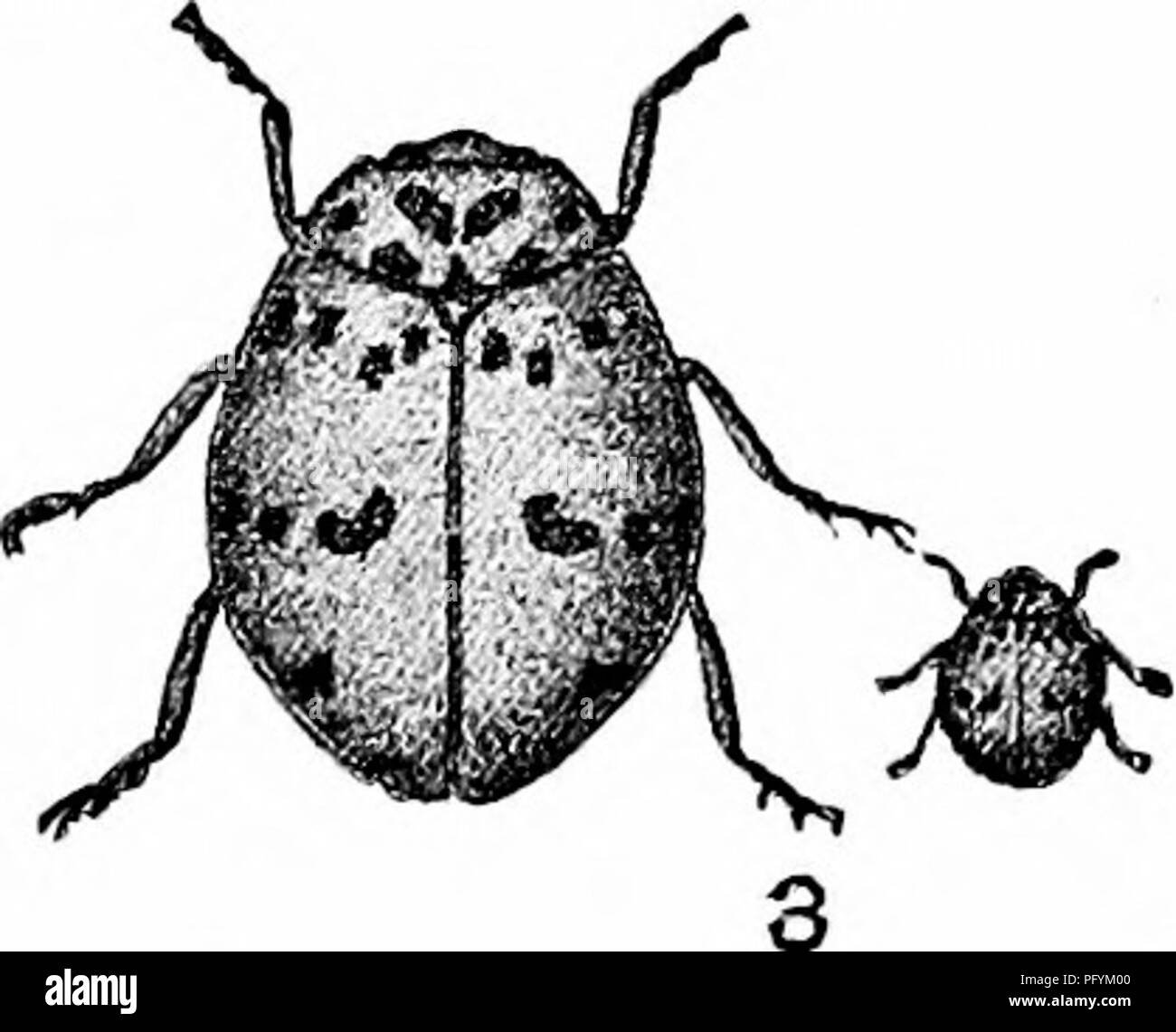 Ce manuel sert de ressource pour les éducateurs et les parents, fournissant des conseils sur l'étude de la nature pour les enfants. Il comprend des sections détaillées sur les différents stades du développement des insectes, tels que les larves de coccinelle, les pupes et les formes adultes. Banque D'Images