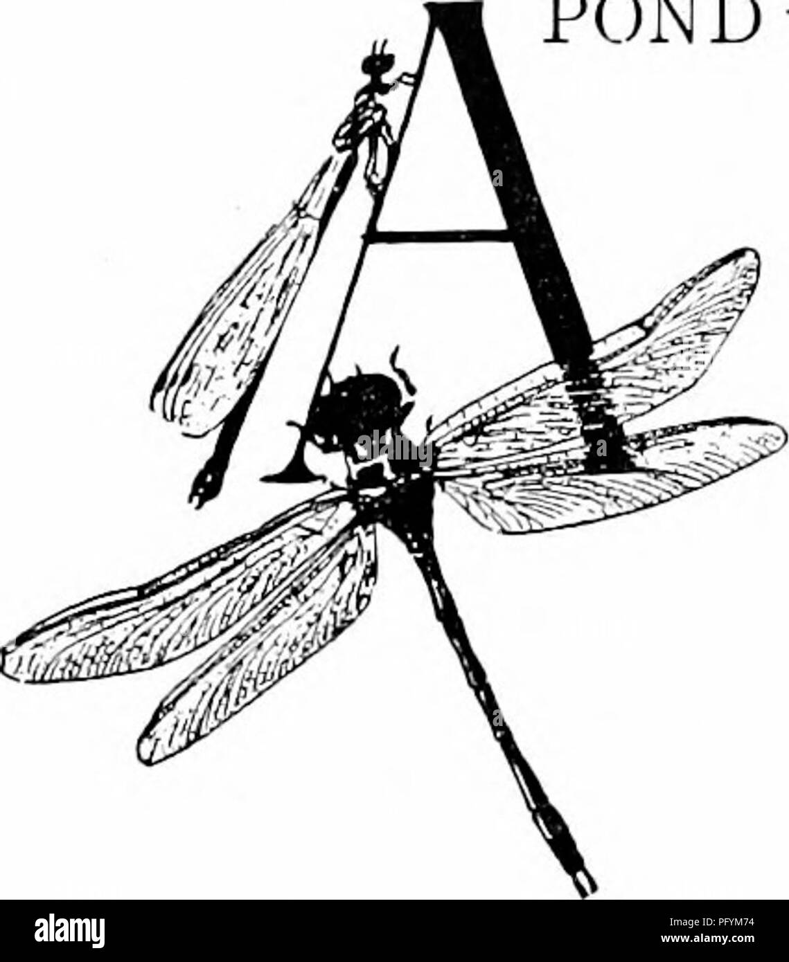 Cette image présente des libellules et des demoiselles, soulignant leur beauté irisée et leur présence près des étangs. Il dissipe également les mythes courants sur ces insectes, soulignant leur rôle dans l'étude de la nature et leur importance pour les écosystèmes. Banque D'Images