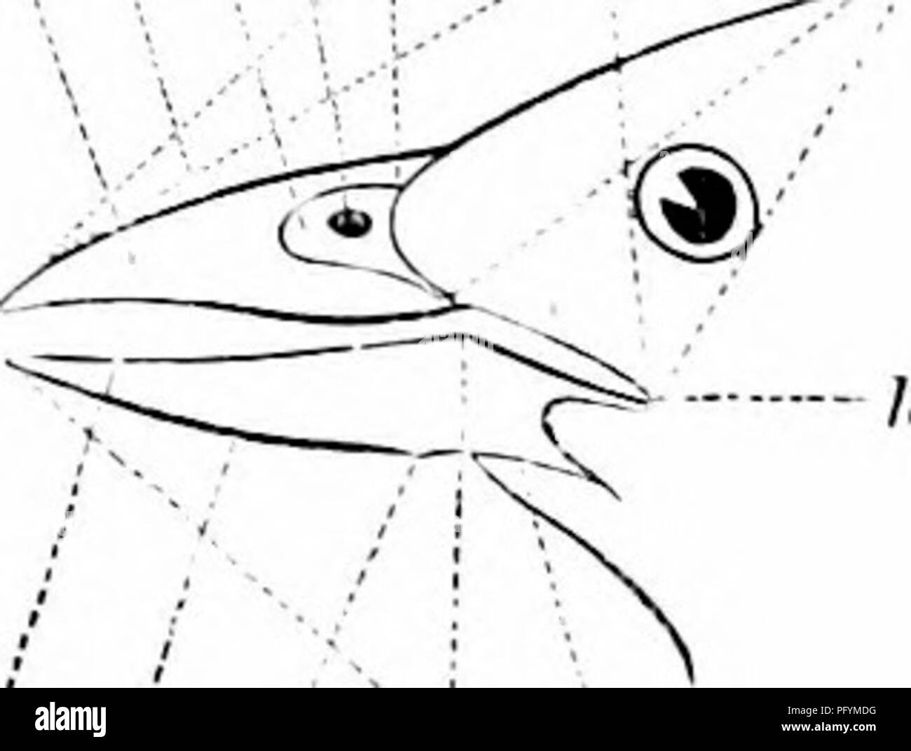 . Clé d'oiseaux de l'Amérique du Nord. Contenant des indications succinctes sur chaque espèce d'oiseau vivant et fossile connu à l'heure actuelle du continent au nord de la frontière du Mexique et des États-Unis, y compris le Groenland et Basse Californie, avec qui sont intégrées d'ornithologie générale : un aperçu de la structure et la classification des oiseaux ; et de l'ornithologie de terrain, un manuel de la collecte, la préparation et la conservation des oiseaux. Les oiseaux ; oiseaux ; 1887. 100 ORNITHOLOGIE GÉNÉRALE. Â Un velouté pile, ou ils peuvent rayonner dans un cercle à partir d'un point donné, à partir de l'œil ui la plupart des terriers, où ils forment un disque. Ui la foreg Banque D'Images