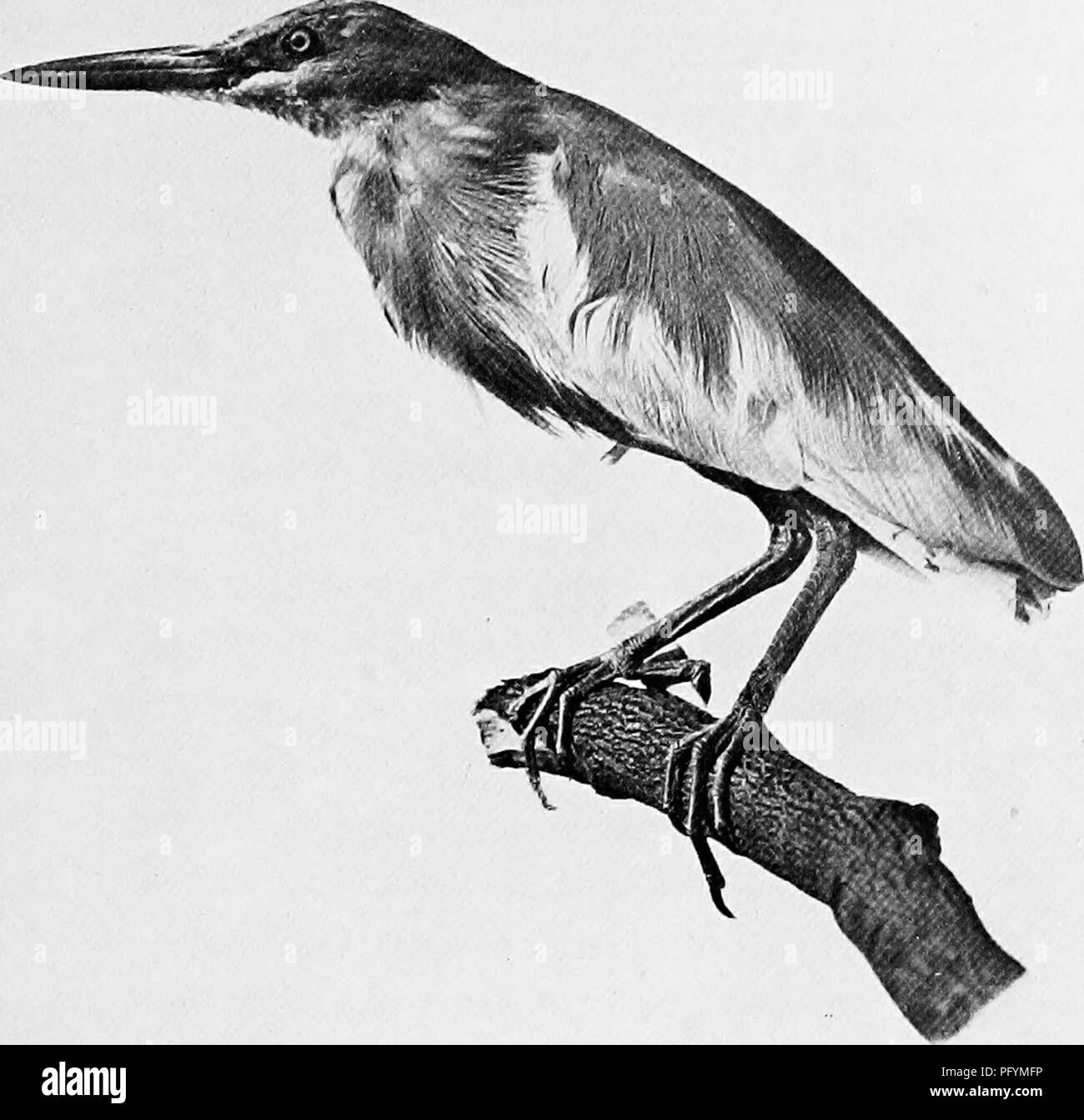 . Les canards de Bombay ; un compte de certains des oiseaux de tous les jours et les bêtes trouvées dans un eldorado du naturaliste. Les oiseaux ; zoologie ; Zoologie. Oiseau de paddy. Veuillez noter que ces images sont extraites de la page numérisée des images qui peuvent avoir été retouchées numériquement pour plus de lisibilité - coloration et l'aspect de ces illustrations ne peut pas parfaitement ressembler à l'œuvre originale.. Dewar, Douglas, 1875 ;- Faryer, Frederick Durand Stirling, 1869- illus. Londres, New York, J. Lane Banque D'Images