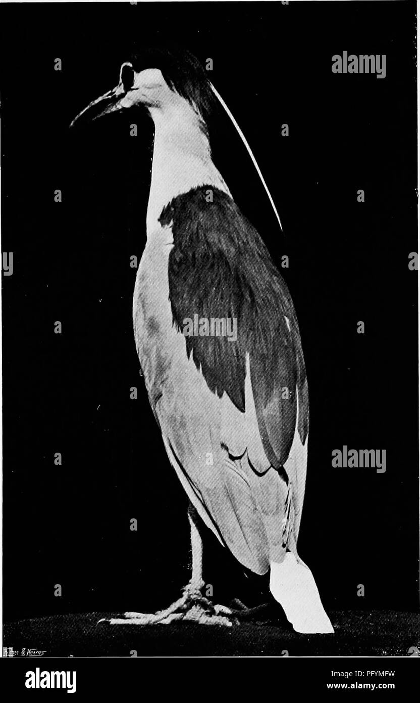 . Les canards de Bombay ; un compte de certains des oiseaux de tous les jours et les bêtes trouvées dans un eldorado du naturaliste. Les oiseaux ; zoologie ; Zoologie. La nuit héron. Veuillez noter que ces images sont extraites de la page numérisée des images qui peuvent avoir été retouchées numériquement pour plus de lisibilité - coloration et l'aspect de ces illustrations ne peut pas parfaitement ressembler à l'œuvre originale.. Dewar, Douglas, 1875 ;- Faryer, Frederick Durand Stirling, 1869- illus. Londres, New York, J. Lane Banque D'Images