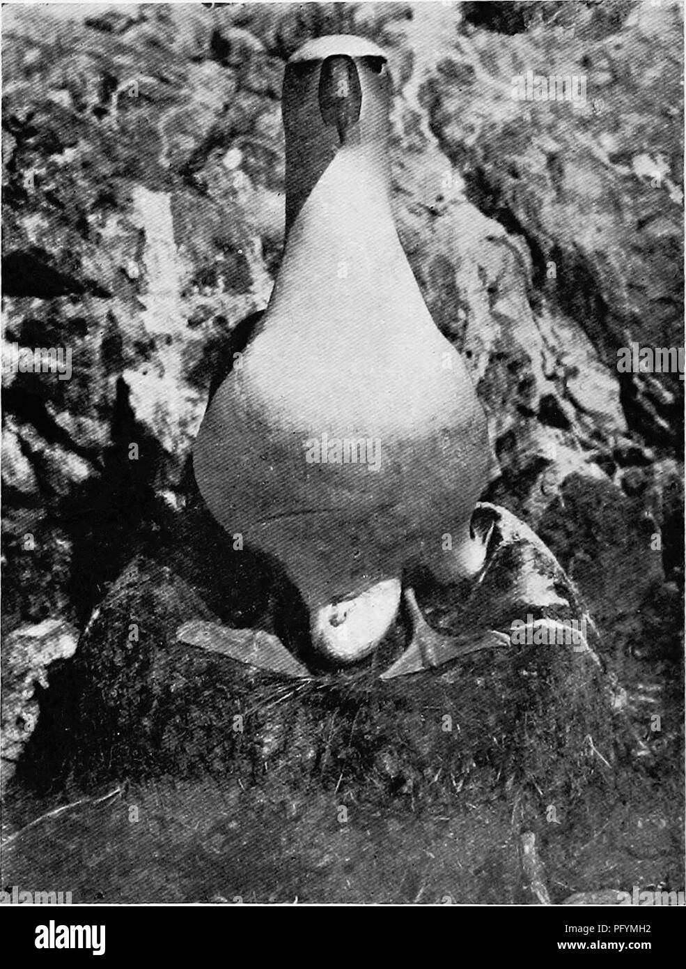 . Les oiseaux d'Australie. Les oiseaux. 68 LES OISEAUX DE L'AUSTRALIE L'albatros à cape blanche. Thalassogeron cauhis. L'Australie et du sud de la mer de Tasmanie. Tête, cou, bas du dos, les tectrices sus-caudales, sous la surface, blanc ; une marque de gris-noir en face de l'oeil et s'étendant sur elle et passant en gris pâle, qui se répand sur le visage, dos, ailes et queue brun grisâtre. Longueur totale 35 pouces, de l'escadre 22, queue 9, le projet de loi à partir de la commissure, tarse 6 3.7.. À partir de la vie. o, Le Souef. Albatros à cape blanche sur l'oeuf : Thalassogeron caulus. Imbriquer une structure conique faite de terre, d'herbe, de racines, &amp;c., environ six pouces Banque D'Images