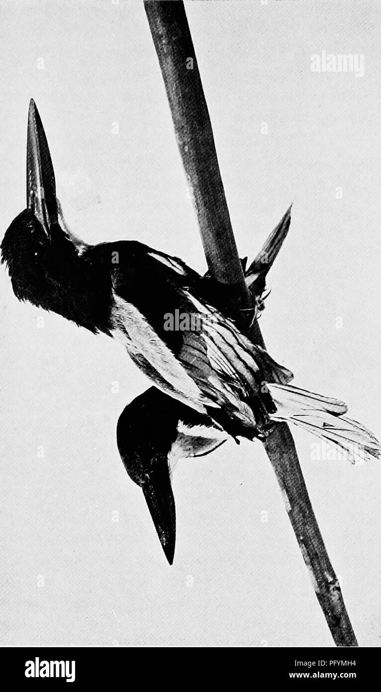 . Les canards de Bombay ; un compte de certains des oiseaux de tous les jours et les bêtes trouvées dans un eldorado du naturaliste. Les oiseaux ; zoologie ; Zoologie. . Veuillez noter que ces images sont extraites de la page numérisée des images qui peuvent avoir été retouchées numériquement pour plus de lisibilité - coloration et l'aspect de ces illustrations ne peut pas parfaitement ressembler à l'œuvre originale.. Dewar, Douglas, 1875 ;- Faryer, Frederick Durand Stirling, 1869- illus. Londres, New York, J. Lane Banque D'Images