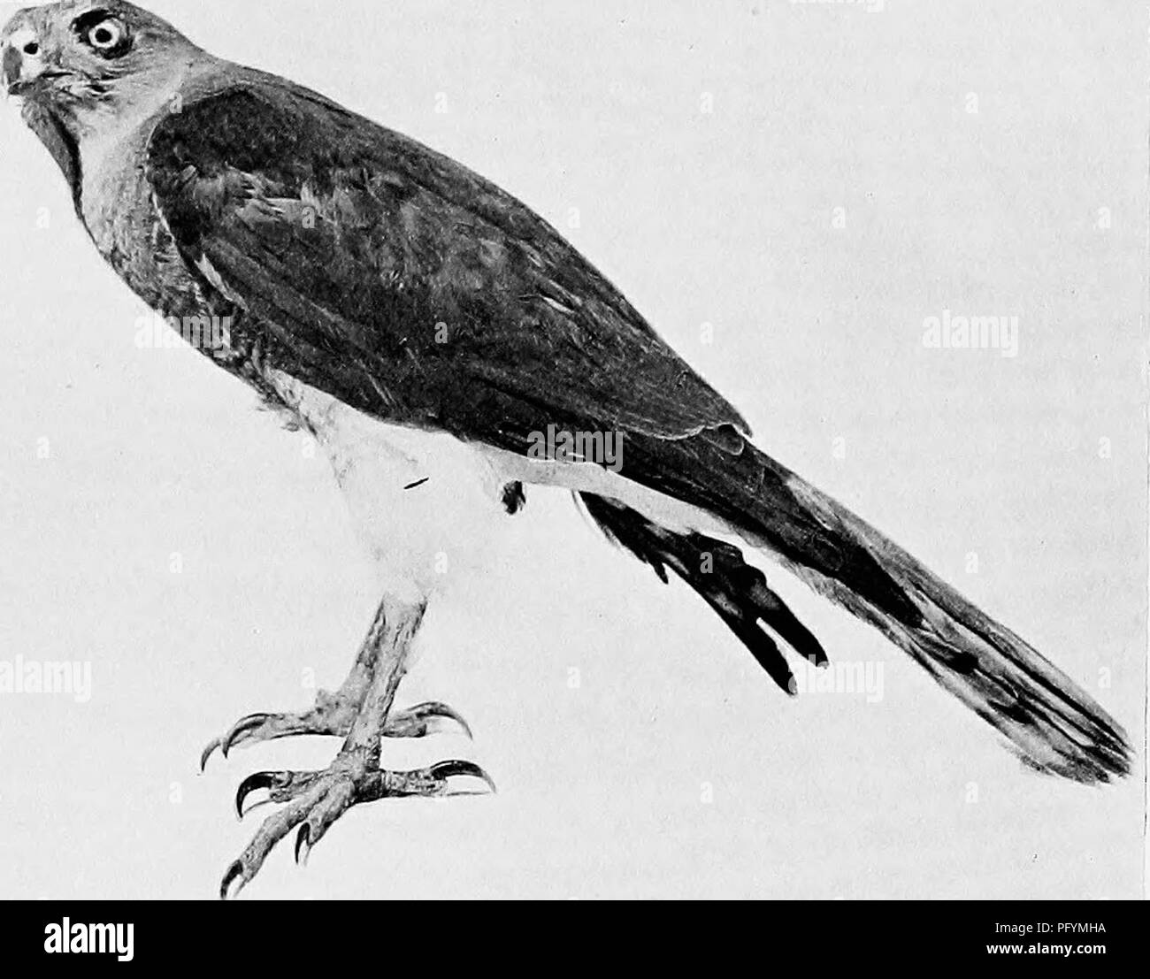 . Les canards de Bombay ; un compte de certains des oiseaux de tous les jours et les bêtes trouvées dans un eldorado du naturaliste. Les oiseaux ; zoologie ; Zoologie. SPARROW-HAWK. Veuillez noter que ces images sont extraites de la page numérisée des images qui peuvent avoir été retouchées numériquement pour plus de lisibilité - coloration et l'aspect de ces illustrations ne peut pas parfaitement ressembler à l'œuvre originale.. Dewar, Douglas, 1875 ;- Faryer, Frederick Durand Stirling, 1869- illus. Londres, New York, J. Lane Banque D'Images