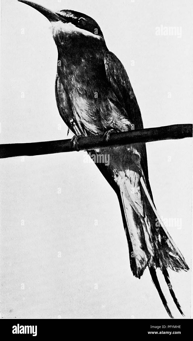 . Les canards de Bombay ; un compte de certains des oiseaux de tous les jours et les bêtes trouvées dans un eldorado du naturaliste. Les oiseaux ; zoologie ; Zoologie. EEE-EATER. Veuillez noter que ces images sont extraites de la page numérisée des images qui peuvent avoir été retouchées numériquement pour plus de lisibilité - coloration et l'aspect de ces illustrations ne peut pas parfaitement ressembler à l'œuvre originale.. Dewar, Douglas, 1875 ;- Faryer, Frederick Durand Stirling, 1869- illus. Londres, New York, J. Lane Banque D'Images