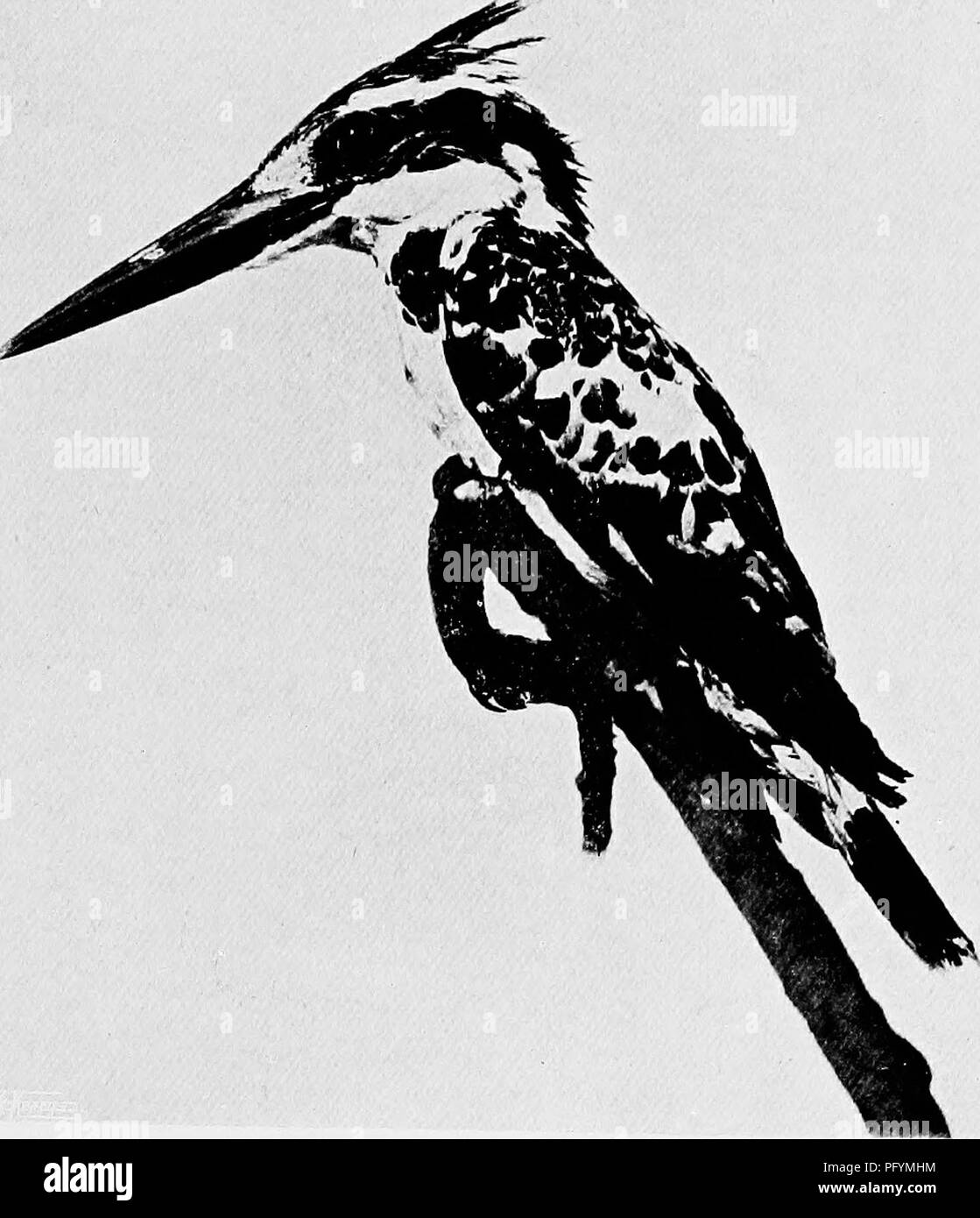 . Les canards de Bombay ; un compte de certains des oiseaux de tous les jours et les bêtes trouvées dans un eldorado du naturaliste. Les oiseaux ; zoologie ; Zoologie. PIED KINGFISHER. Veuillez noter que ces images sont extraites de la page numérisée des images qui peuvent avoir été retouchées numériquement pour plus de lisibilité - coloration et l'aspect de ces illustrations ne peut pas parfaitement ressembler à l'œuvre originale.. Dewar, Douglas, 1875 ;- Faryer, Frederick Durand Stirling, 1869- illus. Londres, New York, J. Lane Banque D'Images