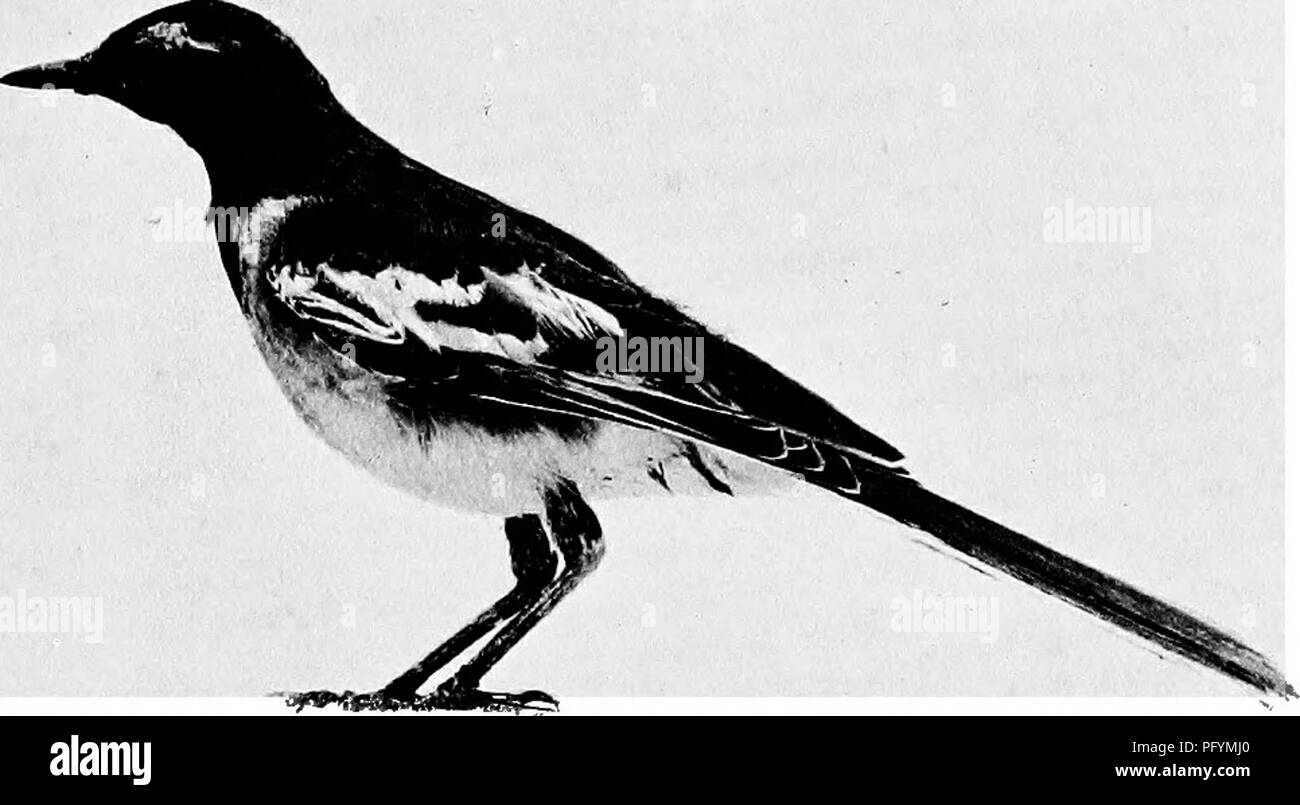 . Les canards de Bombay ; un compte de certains des oiseaux de tous les jours et les bêtes trouvées dans un eldorado du naturaliste. Les oiseaux ; zoologie ; Zoologie. PIED-WAGIAII,. Veuillez noter que ces images sont extraites de la page numérisée des images qui peuvent avoir été retouchées numériquement pour plus de lisibilité - coloration et l'aspect de ces illustrations ne peut pas parfaitement ressembler à l'œuvre originale.. Dewar, Douglas, 1875 ;- Faryer, Frederick Durand Stirling, 1869- illus. Londres, New York, J. Lane Banque D'Images