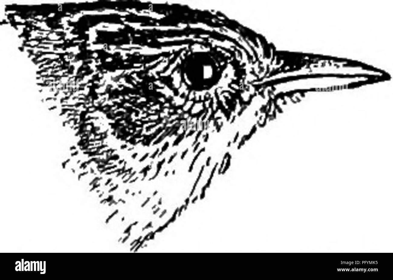 . Guide des oiseaux de l'Est de l'Amérique du Nord : avec les clés à l'espèce et des descriptions de leurs plumages, nids et oeufs, leur répartition et migration ... Les oiseaux. Les troglodytes, THRASHERS, ETC. 383 arbres tombés. Dans l'ombre de la forêt il est facile d'oublier le petit oiseau sombre reptiles dans le cadre d'un journal ou de grimper sur une vieille souche. Mais souvent, lorsque assise seule dans le petit patch, mon cœur a été réchauffé par la soudaine apparition de la little Wren atilt dodus d'un golden-rod sec près de la manette à côté de moi, sa queue droite debout sur son dos et sa tête pencha sur le côté. Il inclinait à Banque D'Images