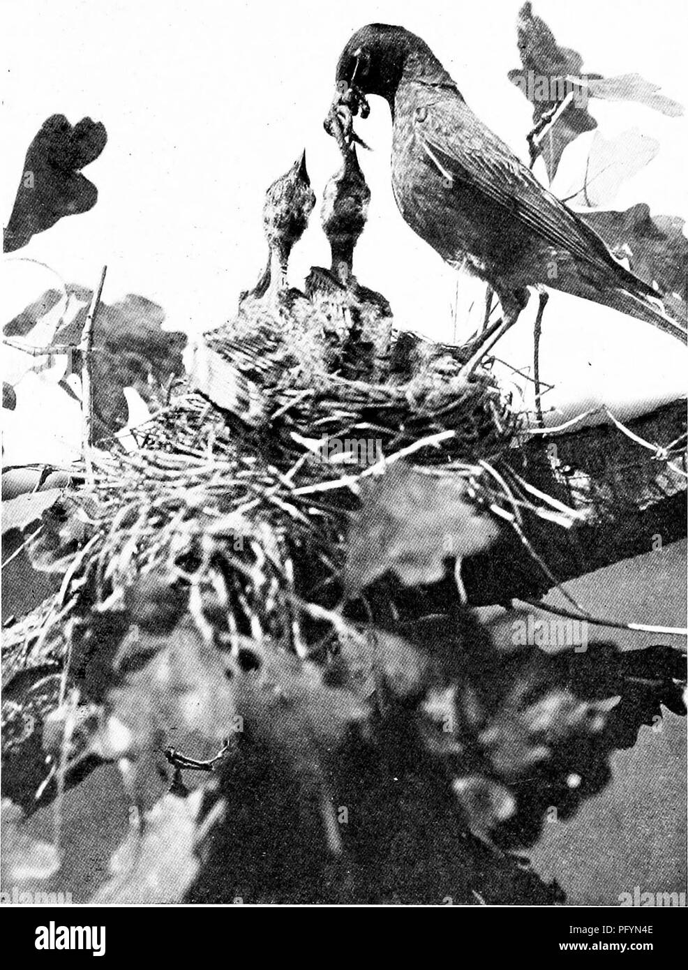 . La vie des oiseaux sauvages ; une nouvelle méthode de l'étude et la photographie d'oiseaux. La photographie d'oiseaux, des oiseaux. Fig. 31. Robin mâle servant un cluster d'angleworms et une sauterelle. Remarquez sa position ici sur la droite comme dans toutes les autres images de ce nid. Voir Chapitre XII.. Veuillez noter que ces images sont extraites de la page numérisée des images qui peuvent avoir été retouchées numériquement pour plus de lisibilité - coloration et l'aspect de ces illustrations ne peut pas parfaitement ressembler à l'œuvre originale.. Herrick, Francis Hobart, 1858-1940. New York, Londres, G. P. Putnam's Sons Banque D'Images