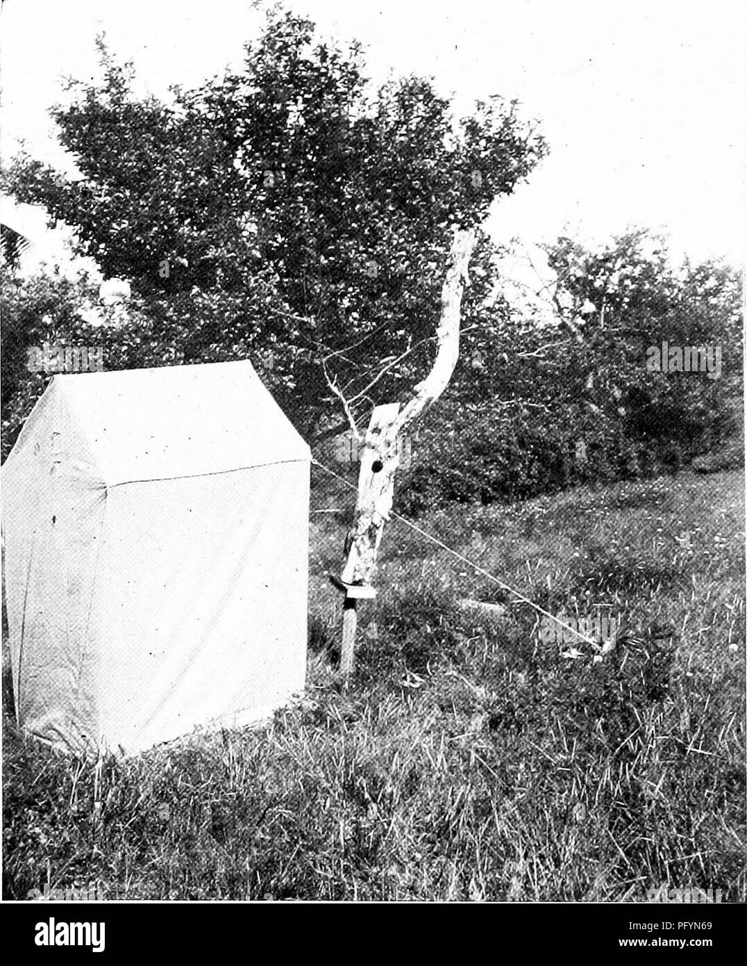 . La vie des oiseaux sauvages ; une nouvelle méthode de l'étude et la photographie d'oiseaux. La photographie d'oiseaux, des oiseaux. Une nouvelle méthode d'étude des oiseaux et la photographie. 7 connu, le jeune peut être examinée et photographié s'il est désiré. En tout cas, ils doivent être surveillés jusqu'à ce que le moment critique se présente pour une étude plus approfondie. Ce mode de prise de la manière déjà suggéré, les circonstances, la procédure doit déterminer la voie à suivre. Si le nid, comme celle d'un Robin ou le Tyran tritri, est aux prises à la branche de l'arbre, vu l'ensemble de l'ongle et membre de piquets enfoncés dans le sol, donc placé Banque D'Images