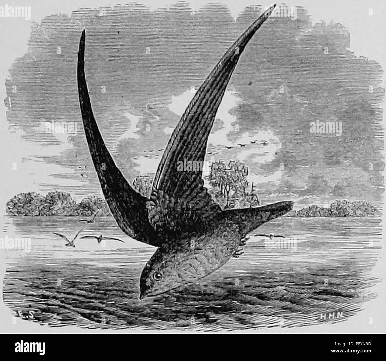 . Un manuel populaire de l'ornithologie des États-Unis et du Canada, basé sur le Lapin de manuel. Les oiseaux ; les oiseaux. CHIMNEY SWIFT. Hirondelle de cheminée. Ch^etura PELAGICA. Omble chevalier. Couleur brun fuligineux générale, plus pâle sur la gorge et la poitrine, teinté de vert au-dessus. Longueur environ $ % pouces. ATisst. Habituellement dans une cheminée, parfois dans un arbre creux ou une grange ; faits de brindilles cimentés par la salive. Eur GSR. 4-Si blanc ; 0,70 X 0,50. Ce singulier oiseau, après avoir passé l'hiver dans les régions tropicales Amer- ica, arrive au milieu et États du Nord à la fin d'avril ou au début de mai. Ses migrations s'étendre au moins à l'ourc Banque D'Images