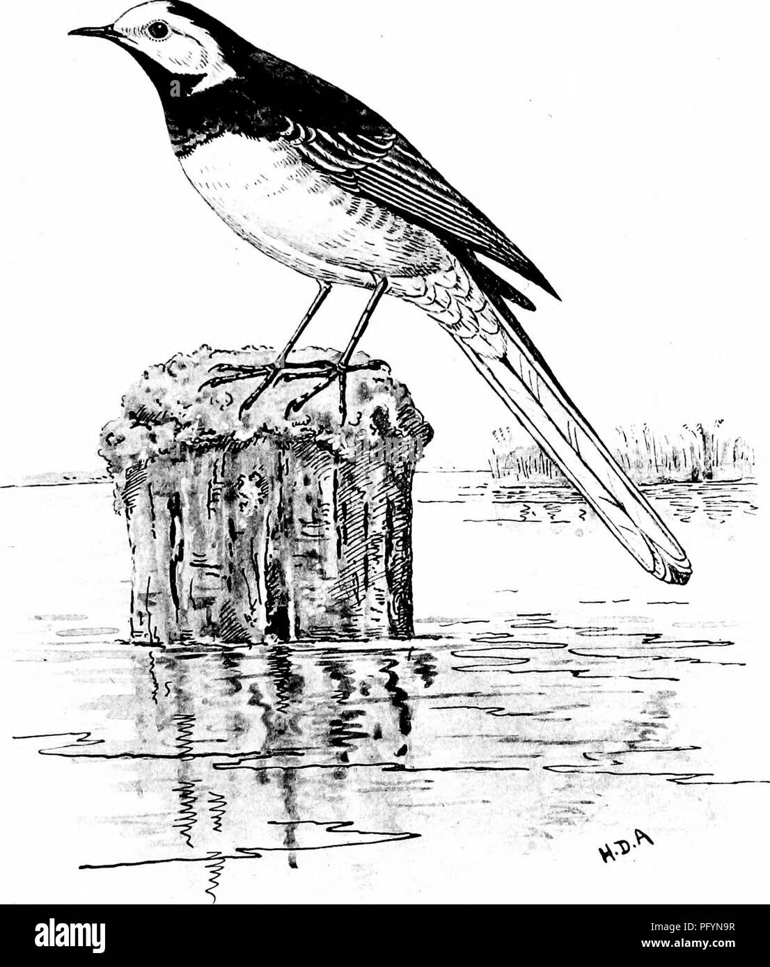 . Mes oiseaux en liberté &AMP ; captivité. Les oiseaux. ^,,./ 7f'2,^.rr/.. Veuillez noter que ces images sont extraites de la page numérisée des images qui peuvent avoir été retouchées numériquement pour plus de lisibilité - coloration et l'aspect de ces illustrations ne peut pas parfaitement ressembler à l'œuvre originale.. Astley, Hubert Delaval, 1860-. New York, Dutton Banque D'Images