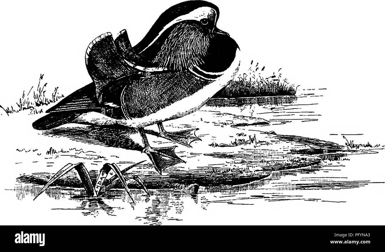 . Mes oiseaux en liberté &AMP ; captivité. Les oiseaux. Canard mandarin Préface Je ne sais pas ce qui m'apporte le plus grand plaisir de deux choses, à savoir, la conservation des oiseaux comme animaux de compagnie, ou la représentation d'eux dans des sketches. En essayant d'être auteur et artiste dans l'un, ces deux plaisirs ont été à moi, car par écrit à propos de mes oiseaux J'ai gardé au-dessus encore, particulièrement en ce qui concerne ceux qui ne sont que le souvenir ; et dans leur élaboration, j'ai été en mesure de mieux les comprendre, et de fournir moi-même avec quelque chose dans la manière d'un souvenir durable. Et cela fait, le désir est venu de Banque D'Images