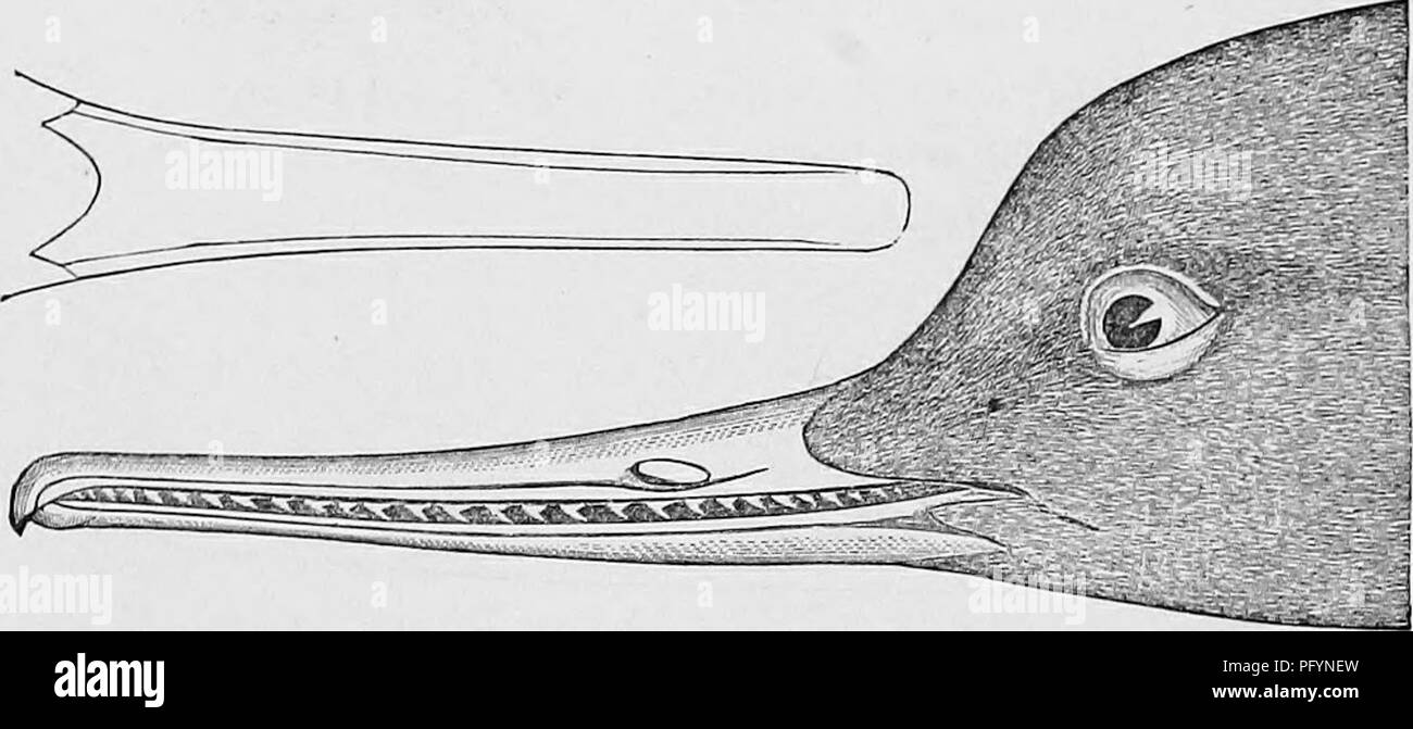 . Clé d'oiseaux d'Amérique du Nord ; contenant des indications succinctes sur chaque espèce d'oiseau vivant et fossile connu à l'heure actuelle du continent au nord de la frontière du Mexique et des États-Unis. Illustré par 6 plaques d'acier et plus de 250 gravures sur bois. Les oiseaux. 296 ANATIDiE, harles. GEN. 271-2. Obs. Le Yéti, ou blanc nun, Mergelliis albellus, de l'Europe, a été attribué à N. Am. sur des preuves insuffisantes, bien que très probablement se produire. Wils., viii, 12G, pi. 71, f. 4 ; NuTT., ii, 467 ; Aud., vi, 408, pi. 414 ; Bd., 817. 271-2. Genre MERGUS Linnaeus. * Projet de loi non plus court que la tête, principalement rouge. Banque D'Images