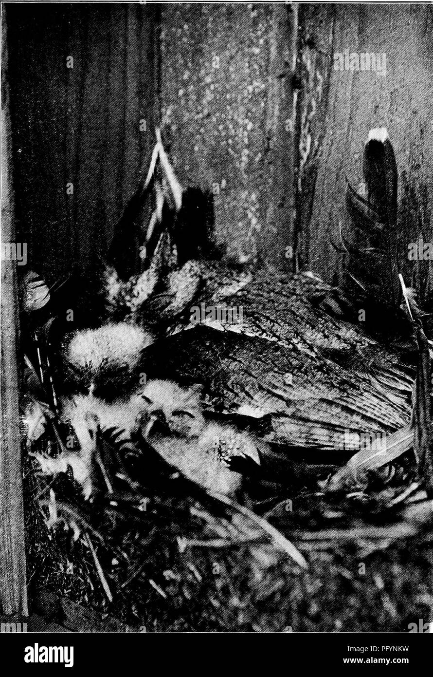 . Les oiseaux utiles et leur protection. Contenant de brèves descriptions des espèces plus communs et les plus utiles du Massachusetts, avec des comptes de leurs habitudes alimentaires, et un chapitre sur les moyens d'attirer et de protéger les oiseaux. Les oiseaux ; les oiseaux. LI LA PLAQUE. - Owl sur son nid. Cette vue, talsen plus tard, montre la croissance des jeunes, et aussi les plumes de geai bleu kUled par hibou. (Photo, à partir de la vie, par C. Allan Lyford.). Veuillez noter que ces images sont extraites de la page numérisée des images qui peuvent avoir été retouchées numériquement pour plus de lisibilité - coloration et l'aspect de ces illustrations ne peut pas parfaitement ressembler à Banque D'Images