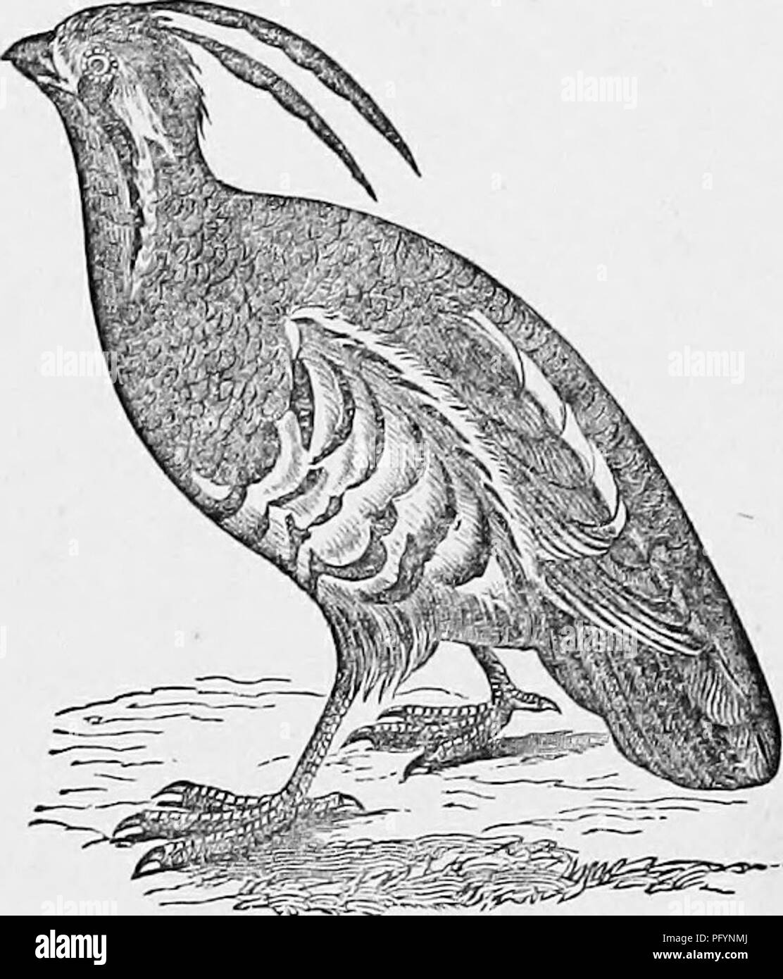 . Clé d'oiseaux d'Amérique du Nord ; contenant des indications succinctes sur chaque espèce d'oiseau vivant et fossile connu à l'heure actuelle du continent au nord de la frontière du Mexique et des États-Unis. Illustré par 6 plaques d'acier et plus de 250 gravures sur bois. Les oiseaux. -GEN. 185, 186. Jc 237^TETRAONIDiE q, gélinotte, PERDRIX.- avoir la gorge buff au lieu de blanc, moins noir sur la scène, des pièces et des couleurs moins intenses ; général plutôt plus petit que le $ . 9-10 ; 4^^2 queue ; -5 -3. Est des États-Unis à des plaines centrales ; le garaejjird caractéristique de ce pays. Les œufs blancs. Wils., vi, 21, Banque D'Images