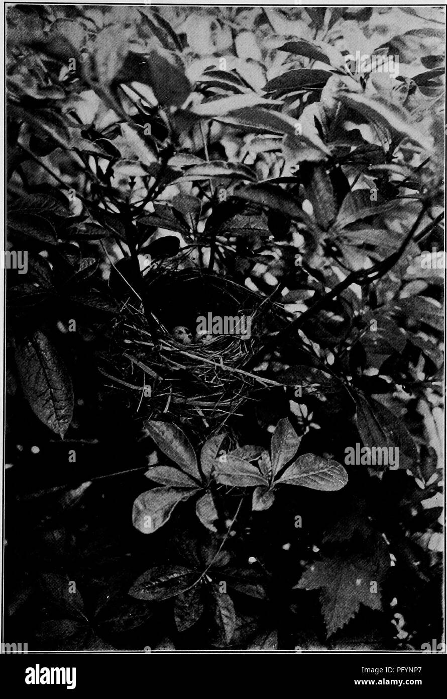 . Maisons d'oiseaux : les nids, les œufs et les habitudes de reproduction La reproduction des oiseaux terrestres à l'Est des États-Unis, avec des notes sur l'élevage et la photographie de jeunes oiseaux . Les oiseaux ; les oiseaux. Nid et oeufs de PARULINE À AZALÉE, DEUX PIEDS DE SOL. Veuillez noter que ces images sont extraites de la page numérisée des images qui peuvent avoir été retouchées numériquement pour plus de lisibilité - coloration et l'aspect de ces illustrations ne peut pas parfaitement ressembler à l'œuvre originale.. Radclyffe Dugmore A., (1870), Arthur Radclyffe-. New York : Doubleday &AMP ; McClure Banque D'Images