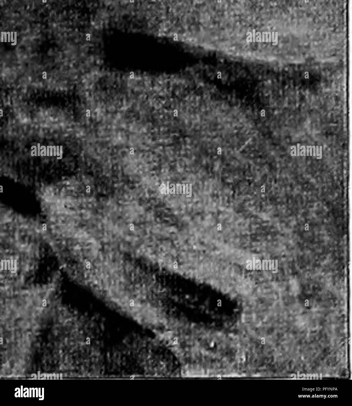 . Maisons d'oiseaux : les nids, les œufs et les habitudes de reproduction La reproduction des oiseaux terrestres à l'Est des États-Unis, avec des notes sur l'élevage et la photographie de jeunes oiseaux . Les oiseaux ; les oiseaux. .,-..;Â"â¢Â"Â"Â"Â"Â" /:mt .0"' -V-. Â m^^- '' : : ? : .^^.ri li'S.. Nid de l'oiseau et de cèdre. Construit des chatons et des bandes de vigne raisin-^barique H. Â. Veuillez noter que ces images sont extraites de la page numérisée des images qui peuvent avoir été retouchées numériquement pour plus de lisibilité - coloration et l'aspect de ces illustrations ne peut pas parfaitement ressembler à l'œuvre originale.. Radclyffe Dugmore A., (1870), Arthur Radclyffe- Banque D'Images