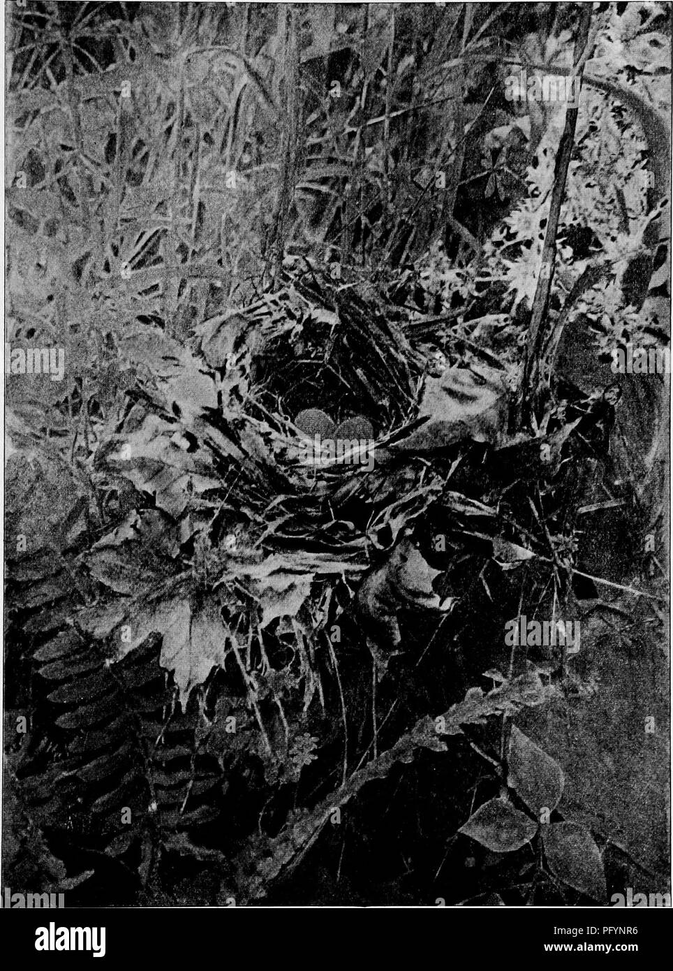. Maisons d'oiseaux : les nids, les œufs et les habitudes de reproduction La reproduction des oiseaux terrestres à l'Est des États-Unis, avec des notes sur l'élevage et la photographie de jeunes oiseaux . Les oiseaux ; les oiseaux. Nid DE WILSON'b muguet. Placé sur un monticule de terre couverts de mousse.. Veuillez noter que ces images sont extraites de la page numérisée des images qui peuvent avoir été retouchées numériquement pour plus de lisibilité - coloration et l'aspect de ces illustrations ne peut pas parfaitement ressembler à l'œuvre originale.. Radclyffe Dugmore A., (1870), Arthur Radclyffe-. New York : Doubleday &AMP ; McClure Banque D'Images