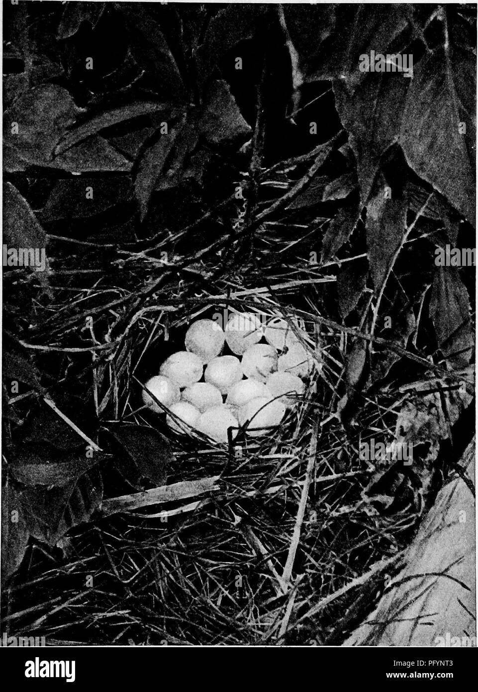 Ce texte se concentre sur les habitudes de reproduction des oiseaux terrestres dans l'est des États-Unis, fournissant des descriptions détaillées de leurs nids et de leurs œufs. Une attention particulière est accordée au nid de bob-White, qui est montré plein d’œufs. Il comprend des aperçus sur l’élevage de jeunes oiseaux et des conseils pour les photographier dans leurs habitats naturels. Banque D'Images