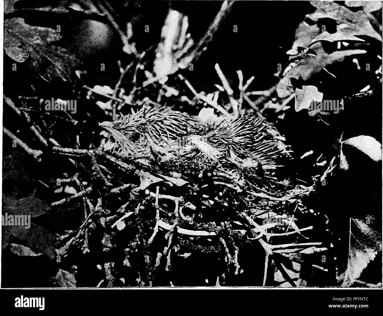 . Maisons d'oiseaux : les nids, les œufs et les habitudes de reproduction La reproduction des oiseaux terrestres à l'Est des États-Unis, avec des notes sur l'élevage et la photographie de jeunes oiseaux . Les oiseaux ; les oiseaux. Les JEUNES AUX YEUX ROUGES La journée après avoir quitté son nid. Coulicous à bec jaune ERENCE, VINGT-QUATRE HEURES AVANT DE QUITTER NEST montrant comment la fin des plumes restent gainés. Veuillez noter que ces images sont extraites de la page numérisée des images qui peuvent avoir été retouchées numériquement pour plus de lisibilité - coloration et l'aspect de ces illustrations ne peut pas parfaitement ressembler à l'œuvre originale.. Radclyffe Dugmore A., (Arthur Banque D'Images