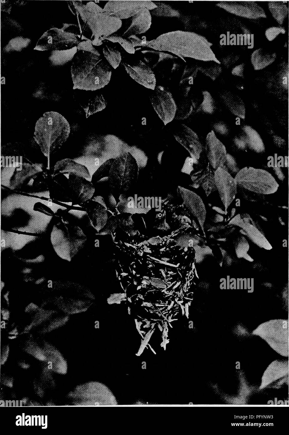 . Maisons d'oiseaux : les nids, les œufs et les habitudes de reproduction La reproduction des oiseaux terrestres à l'Est des États-Unis, avec des notes sur l'élevage et la photographie de jeunes oiseaux . Les oiseaux ; les oiseaux. j^ Viréo aux yeux blancs sur la nidification de ces oiseaux boiteries extrême rend de bons sujets pour l'appareil photo. Veuillez noter que ces images sont extraites de la page numérisée des images qui peuvent avoir été retouchées numériquement pour plus de lisibilité - coloration et l'aspect de ces illustrations ne peut pas parfaitement ressembler à l'œuvre originale.. Radclyffe Dugmore A., (1870), Arthur Radclyffe-. New York : Doubleday &AMP ; McClure Banque D'Images