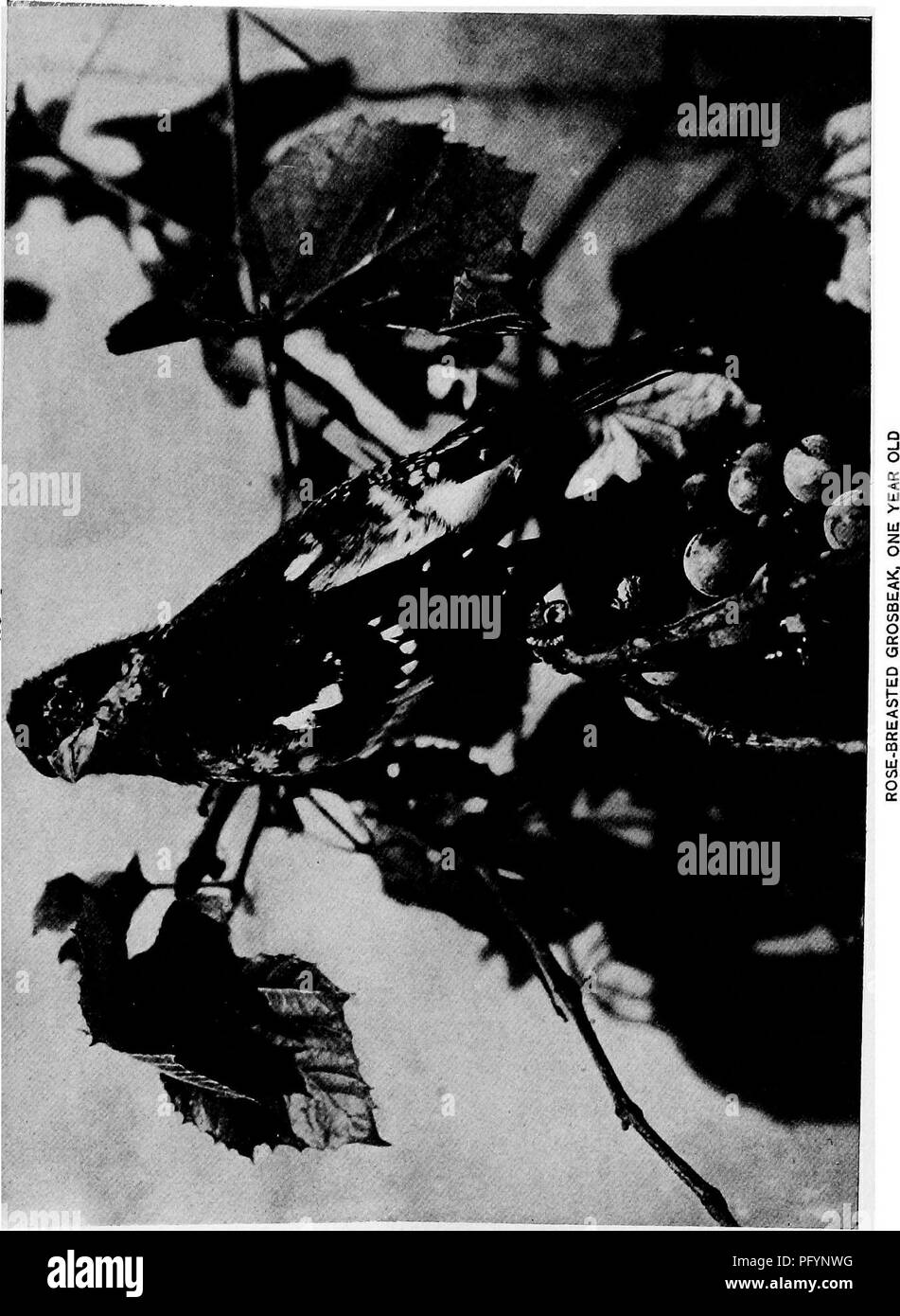 Ce guide couvre les nids, les œufs et les comportements de reproduction des oiseaux terrestres dans l'est des États-Unis, fournissant des informations détaillées sur les espèces d'oiseaux et des conseils sur l'élevage et la photographie des jeunes oiseaux. Banque D'Images