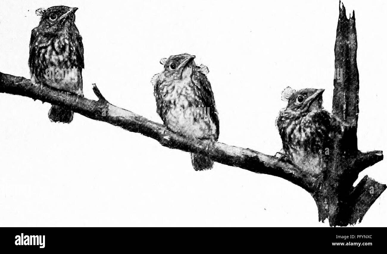 . Maisons d'oiseaux : les nids, les œufs et les habitudes de reproduction La reproduction des oiseaux terrestres à l'Est des États-Unis, avec des notes sur l'élevage et la photographie de jeunes oiseaux . Les oiseaux ; les oiseaux. Table des matières PARTIE I I. Introduction II. Nids d'oiseaux et d'oeufs .... III. Egg-Collecting et son objet IV. En photographiant les nids et les jeunes oiseaux C. Conseils pratiques sur l'élevage et la conservation des oiseaux VI. Notes . Dates approximatives, quand les oiseaux commencent à nicher PAGE 3 II i6 21 24 27 29 Partie II I. Ouvrir niche au sol, dans des champs, des marais, et généralement ouverts Pays . . .33 II. Ouvrez niche dans les bois, les broussailles, fourrés marécageux . 52 J Banque D'Images